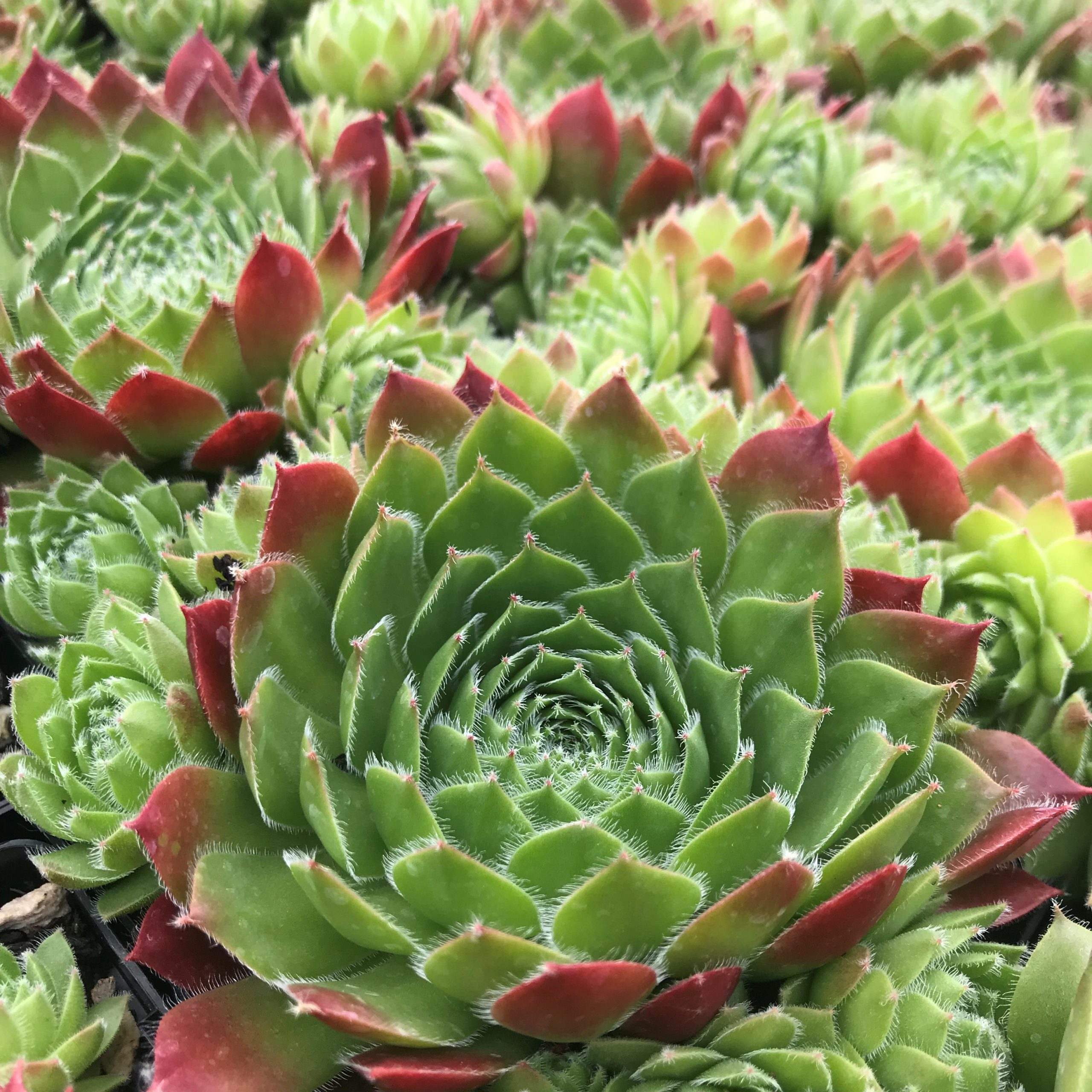 Sempervivum 'Sirius' - Hens & Chicks (3.5" Pot) - Image 3