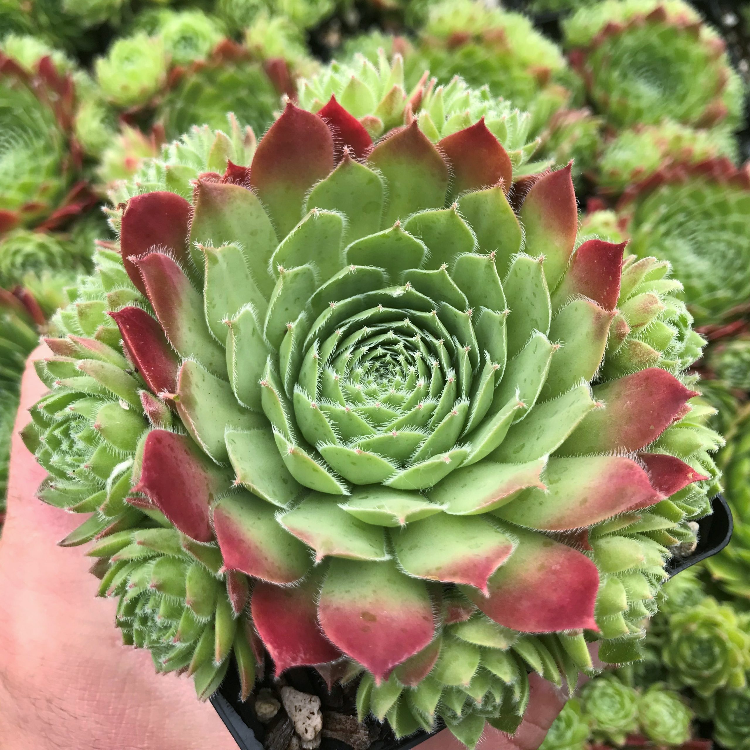 Sempervivum 'Sirius' - Hens & Chicks (3.5" Pot)