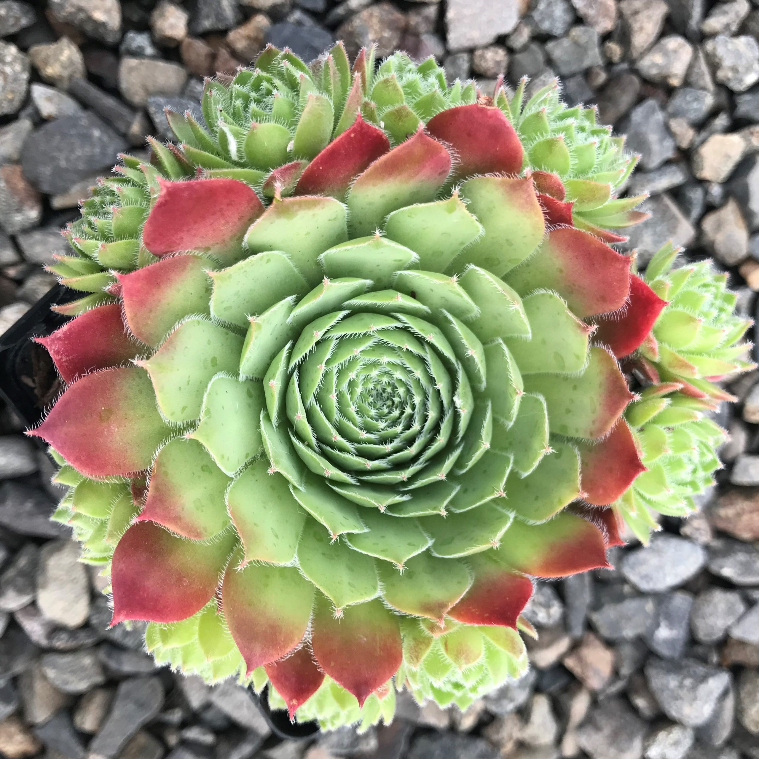 Sempervivum 'Sirius' - Hens & Chicks (3.5" Pot) - Image 4