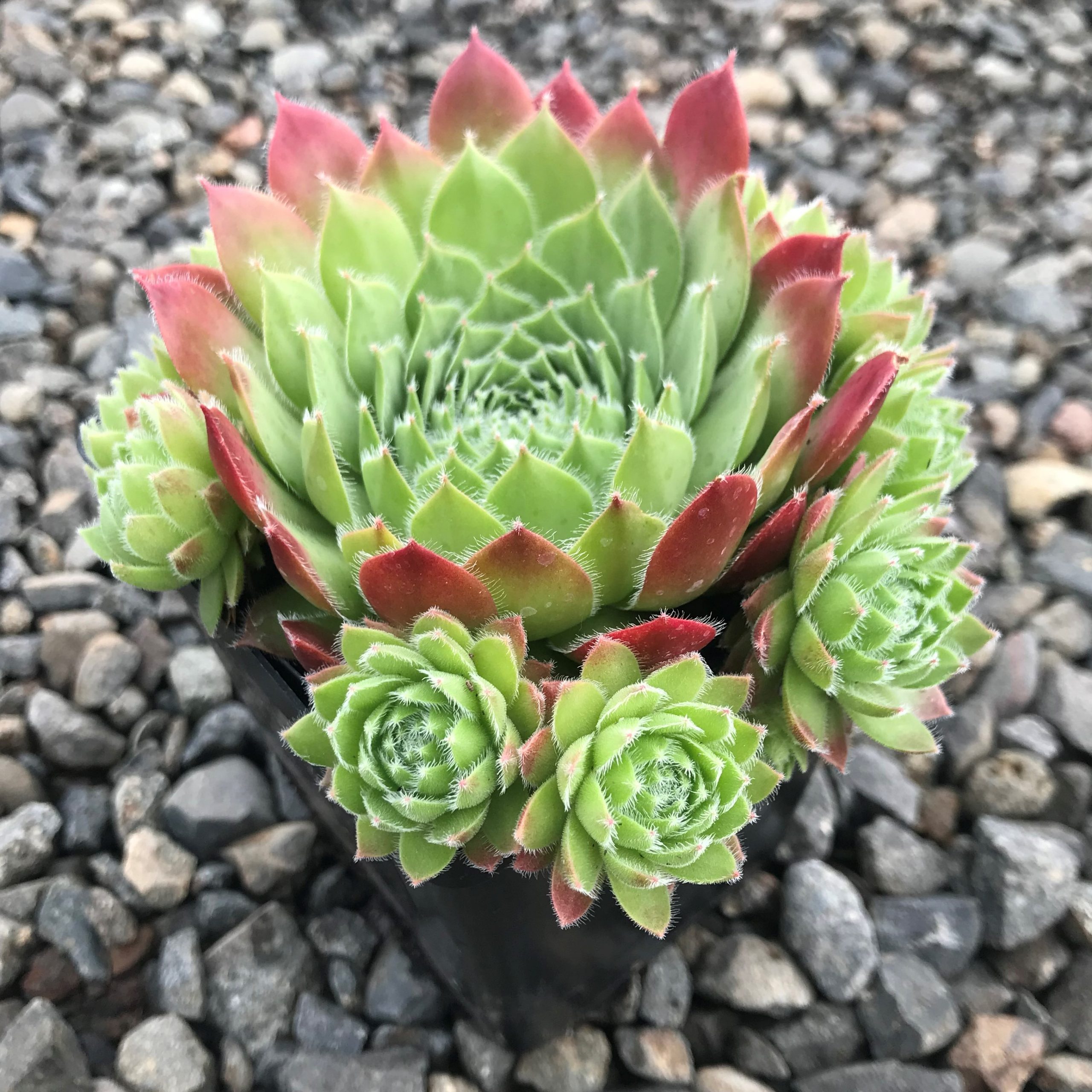 Sempervivum 'Sirius' - Hens & Chicks (3.5" Pot) - Image 5