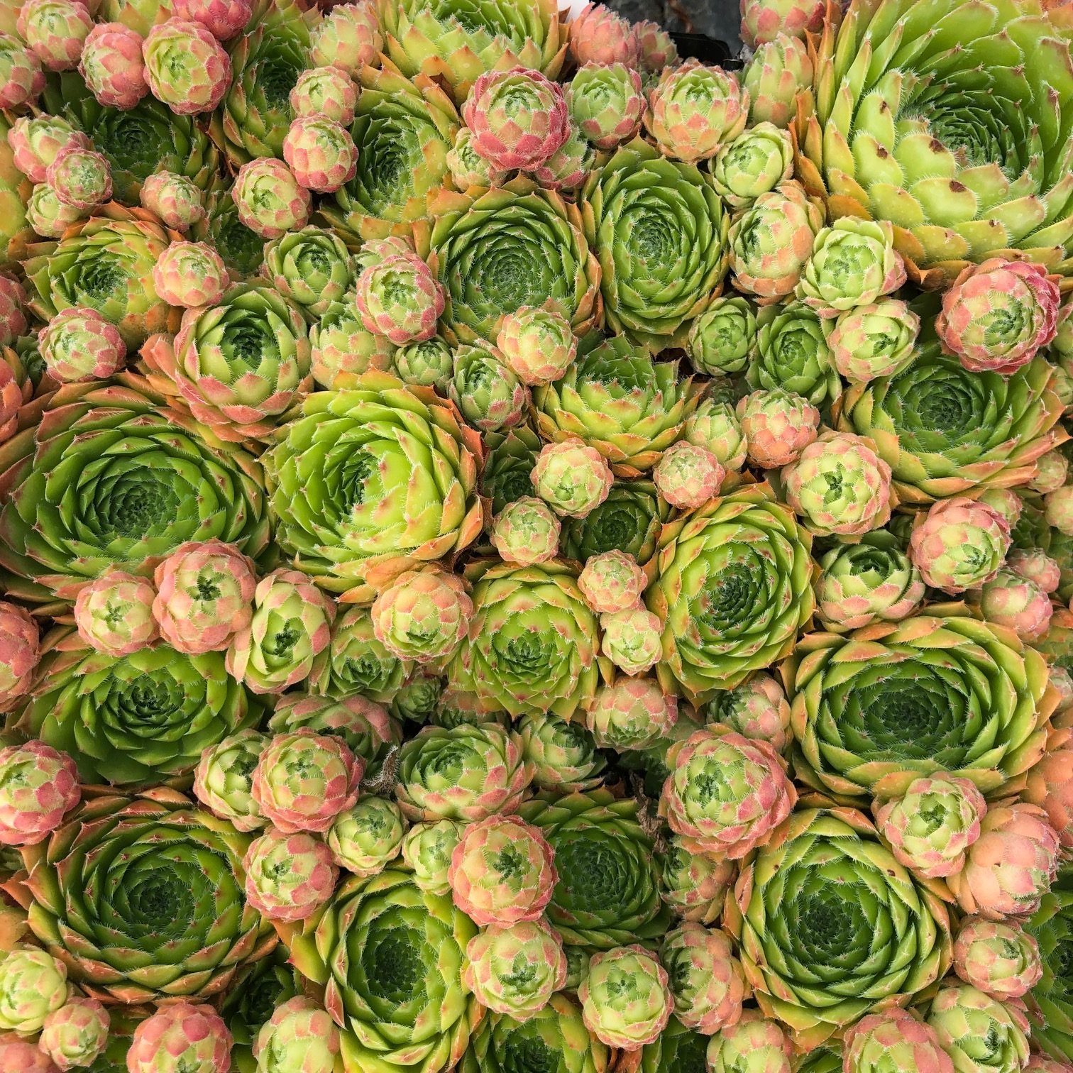 Sempervivum 'Sirius' - Hens & Chicks (3.5" Pot) - Image 6
