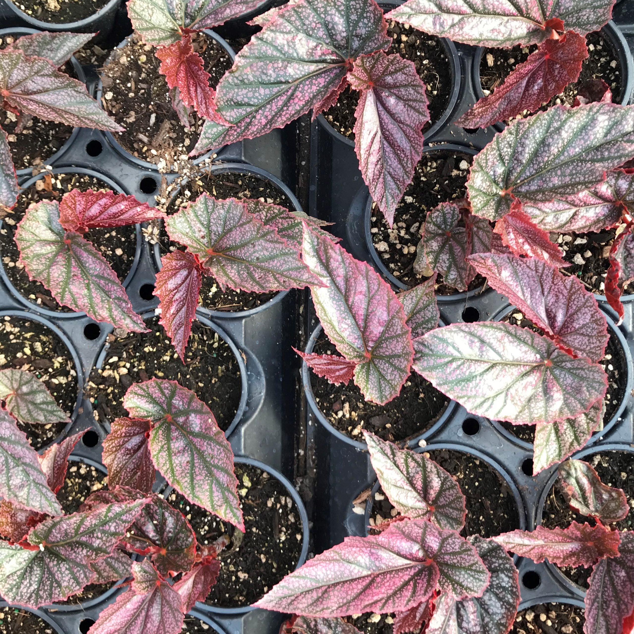 Begonia 'Miss Mummy' - Angelwing Begonia (4.5" Pot) - Image 6