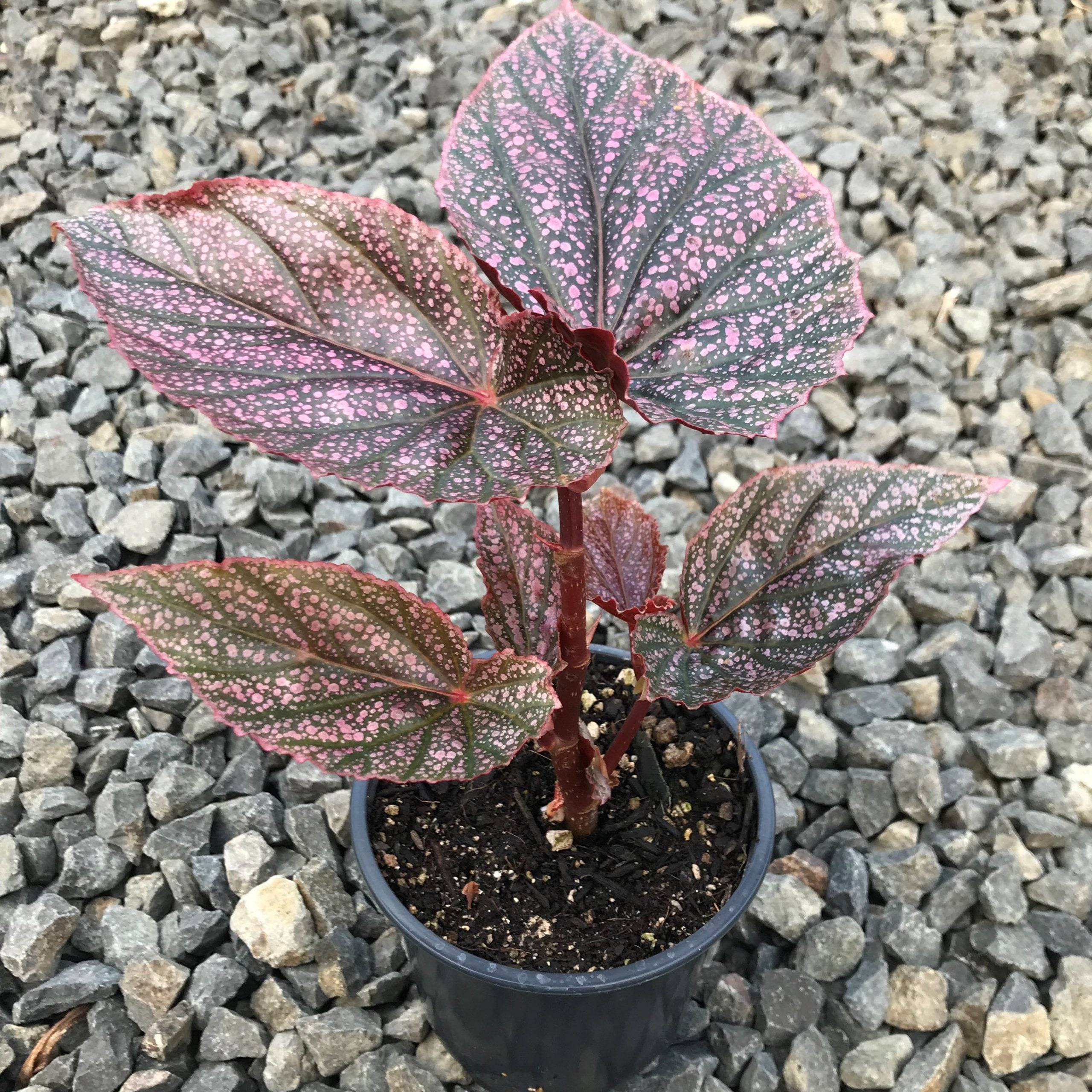 Begonia 'Miss Mummy' - Angelwing Begonia (4.5" Pot) - Image 4