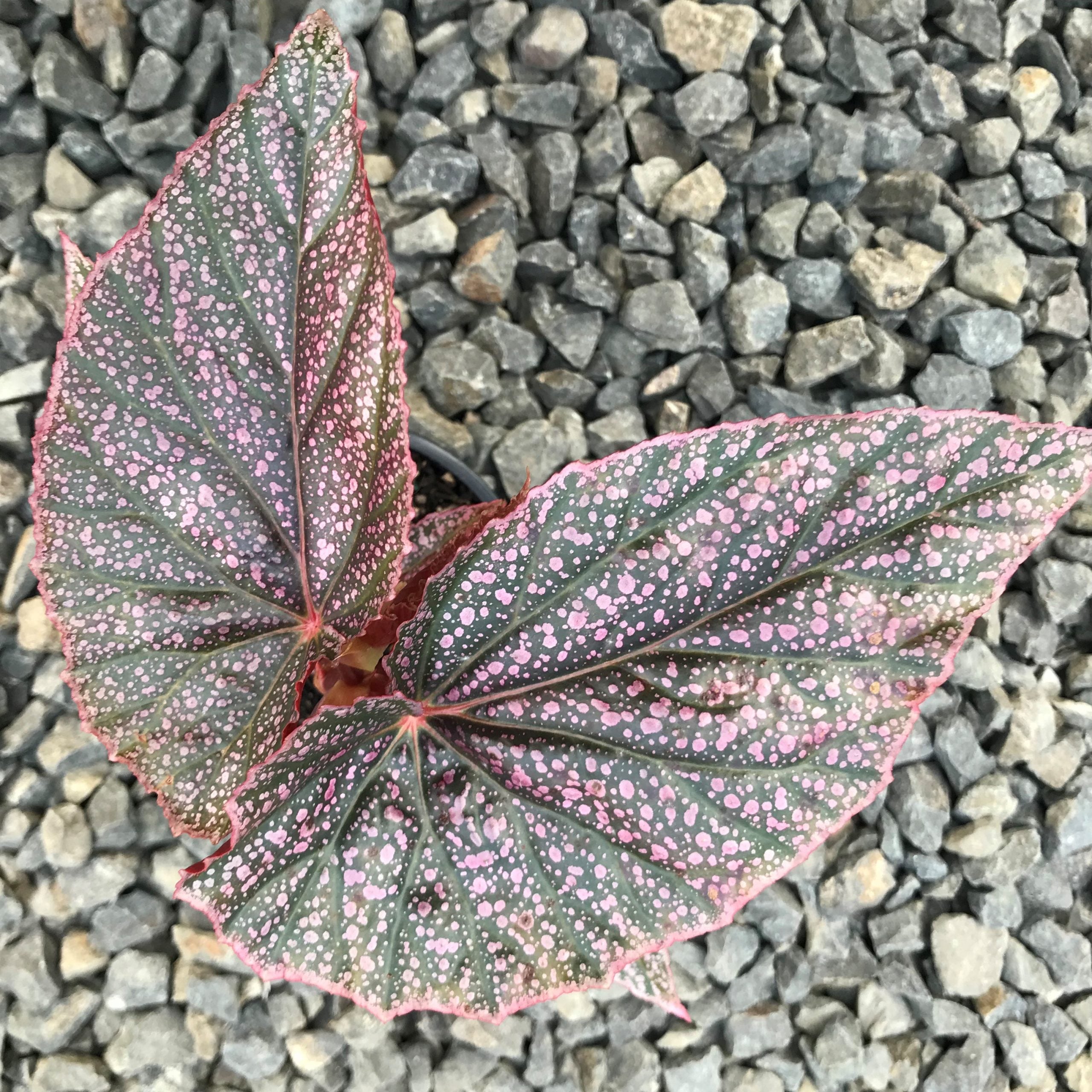 Begonia 'Miss Mummy' - Angelwing Begonia (4.5" Pot) - Image 5