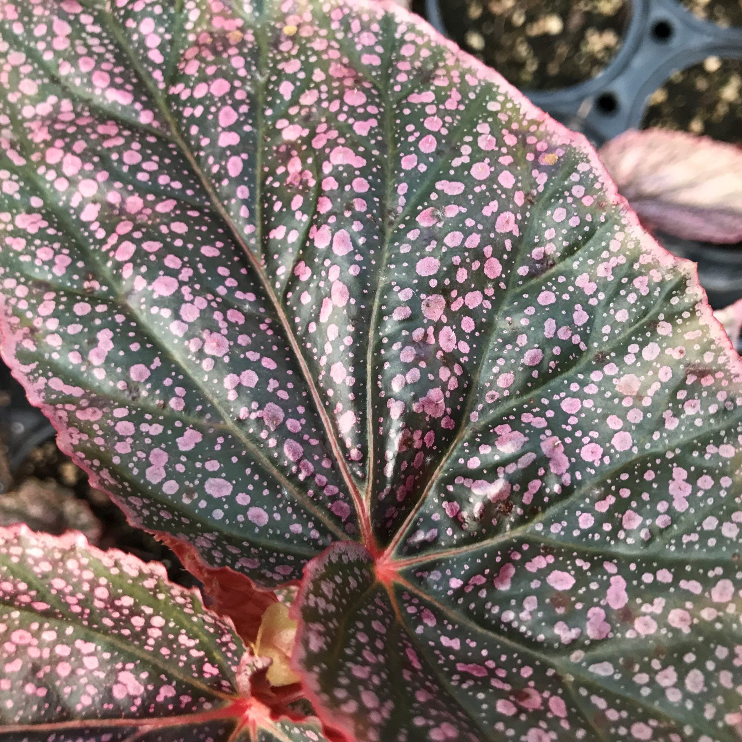 Begonia 'Miss Mummy' - Angelwing Begonia (4.5" Pot) - Image 3