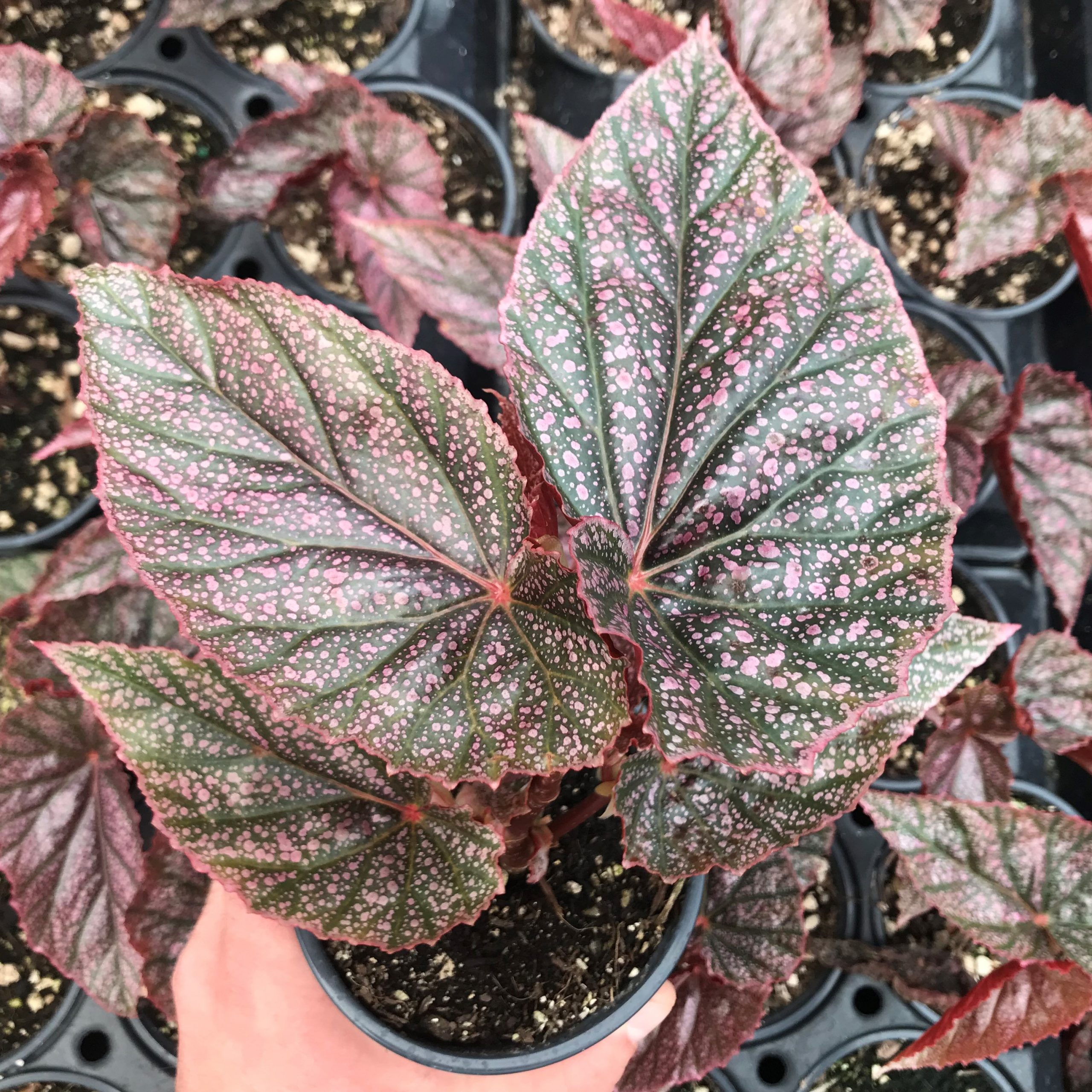Begonia 'Miss Mummy' - Angelwing Begonia (4.5" Pot)