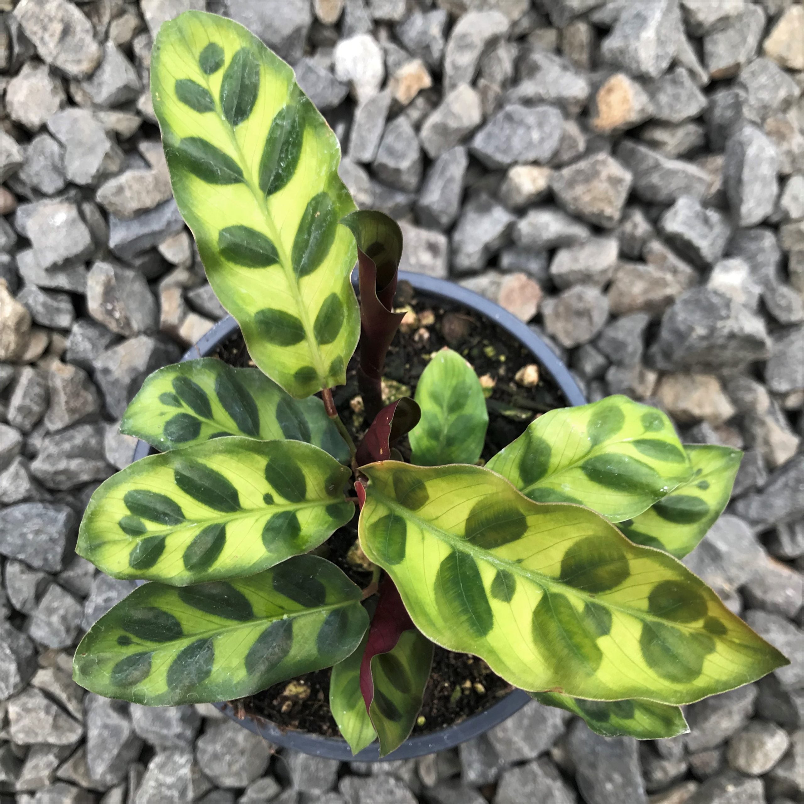 Calathea lancifolia - Rattlesnake Plant (4.5" Pot) | Little Prince of  Oregon Nursery