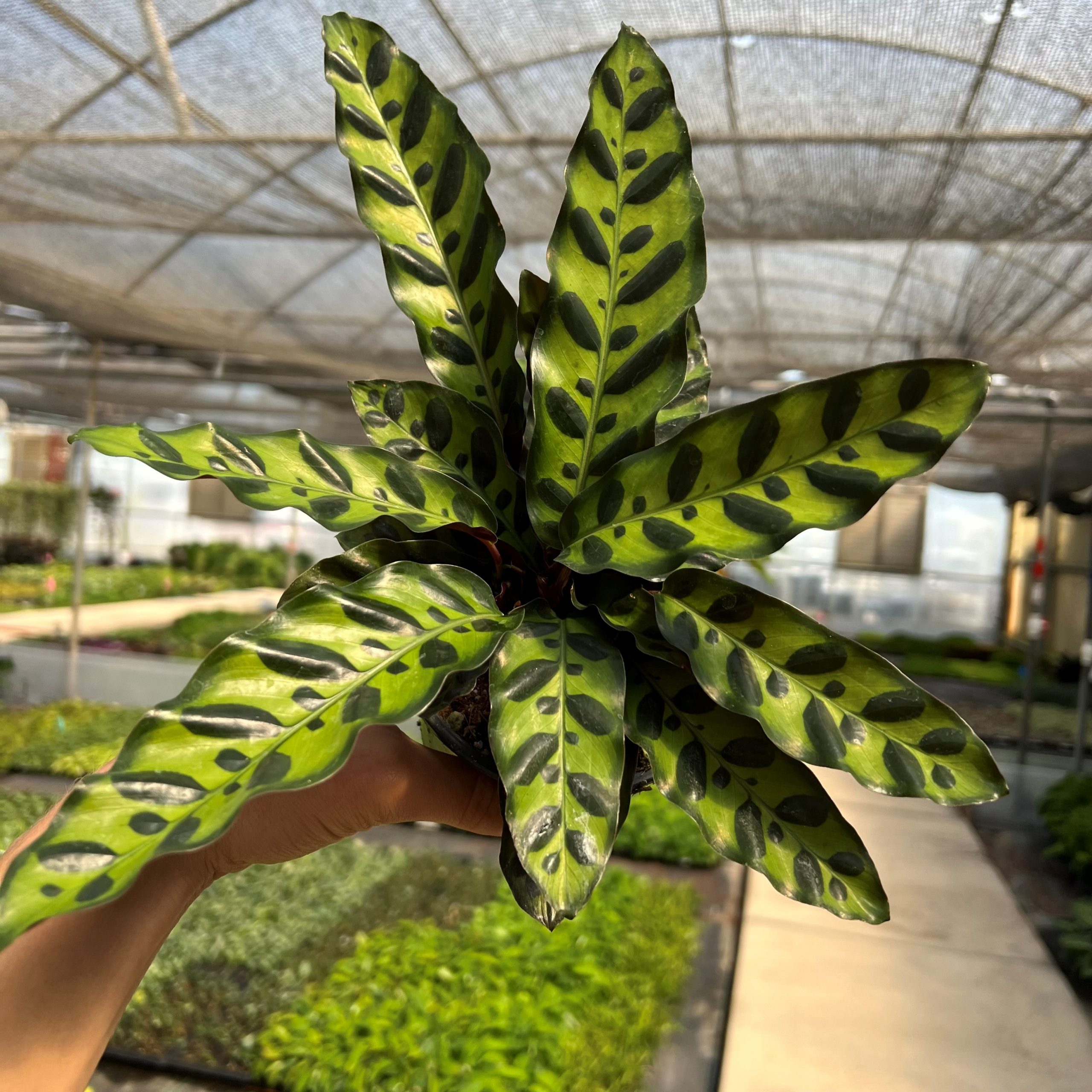 Calathea lancifolia - Rattlesnake Plant (4.5" Pot) | Little Prince of  Oregon Nursery