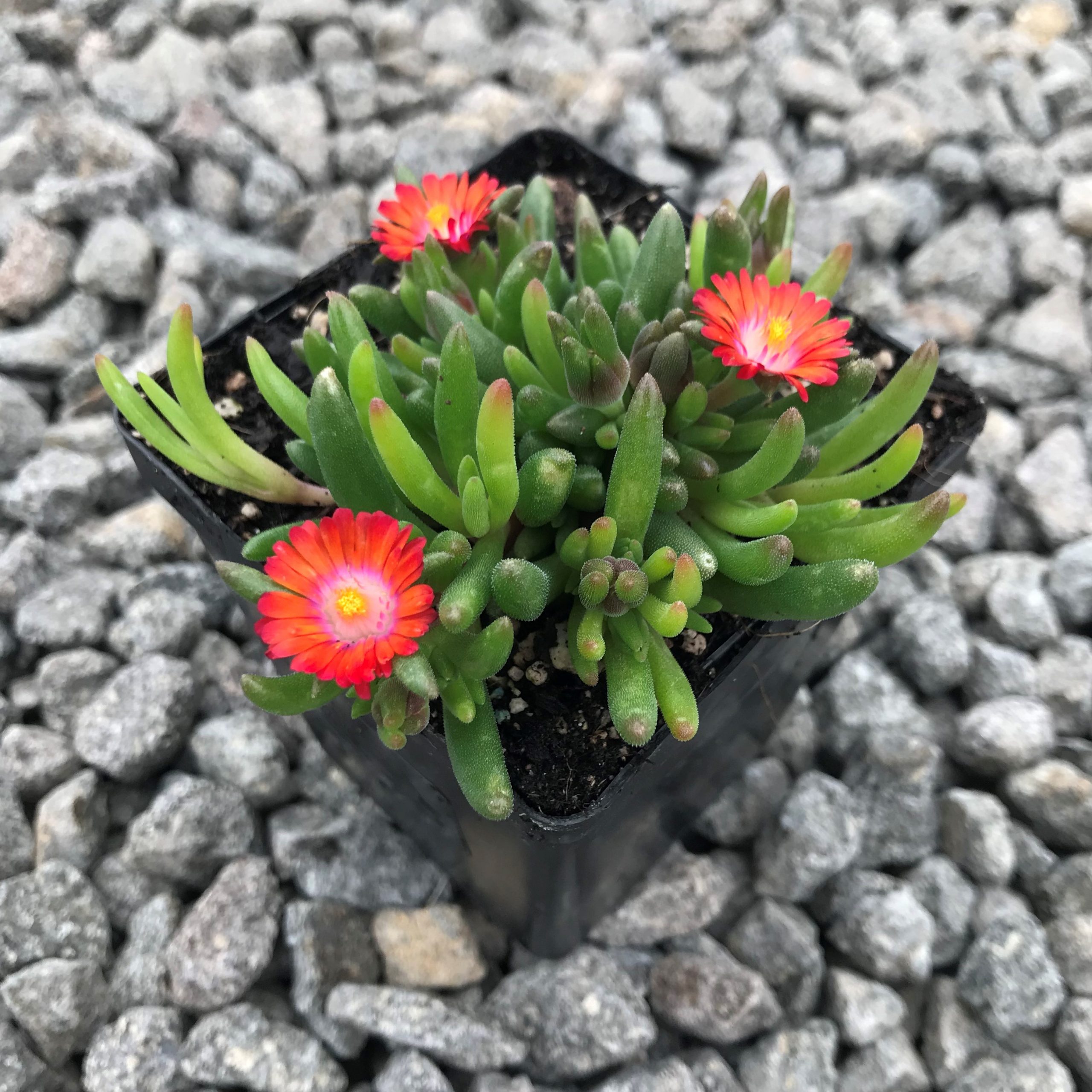 Delosperma 'Jewel of Desert Grenade' - Ice Plant (3.5" Pot) - Image 4
