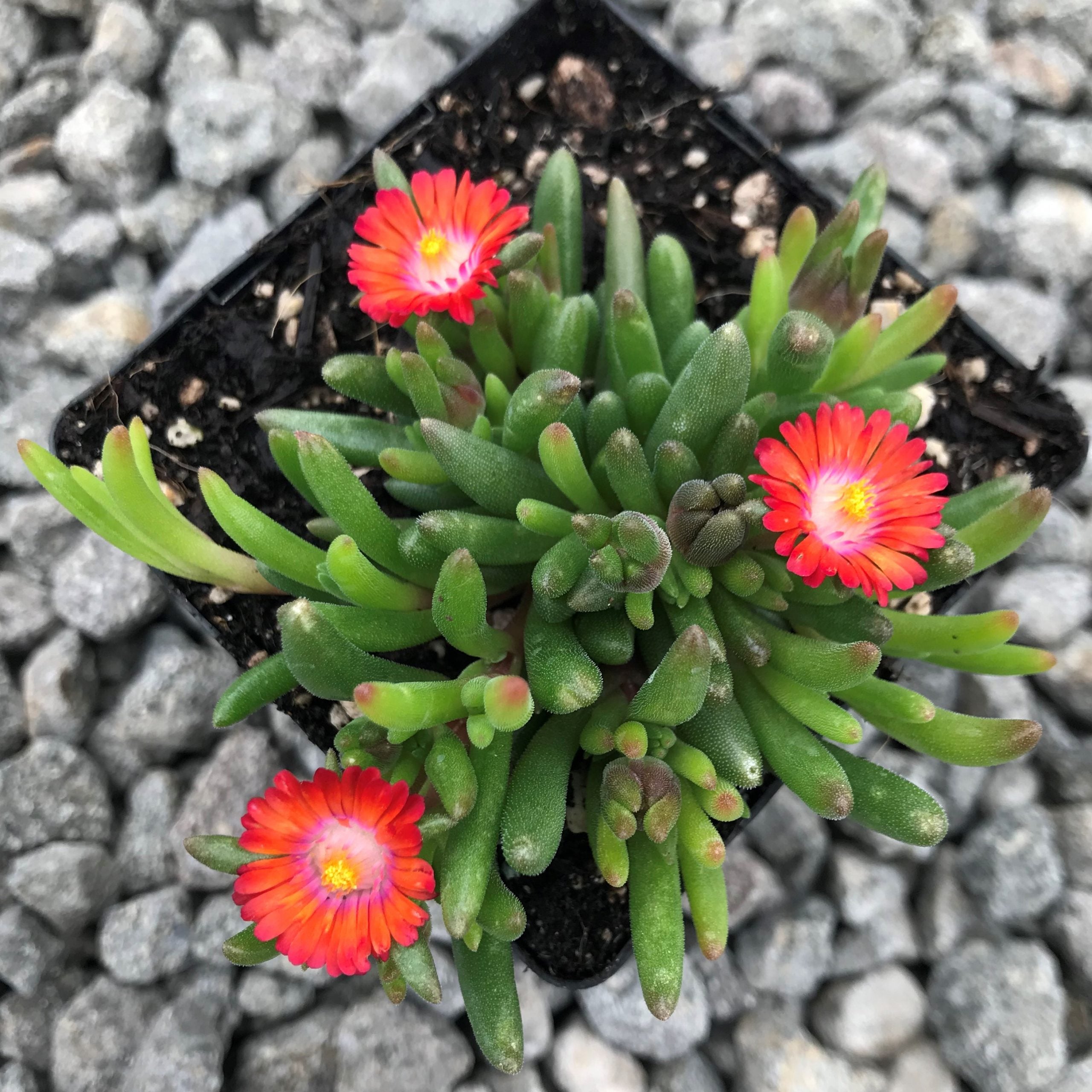 Delosperma 'Jewel of Desert Grenade' - Ice Plant (3.5" Pot) - Image 3