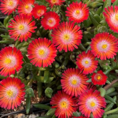 Delosperma 'Jewel of Desert Grenade' - Ice Plant (3.5" Pot)