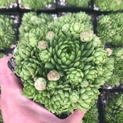 Jovibarba allionii - Hens & Chicks (3.5" Pot)