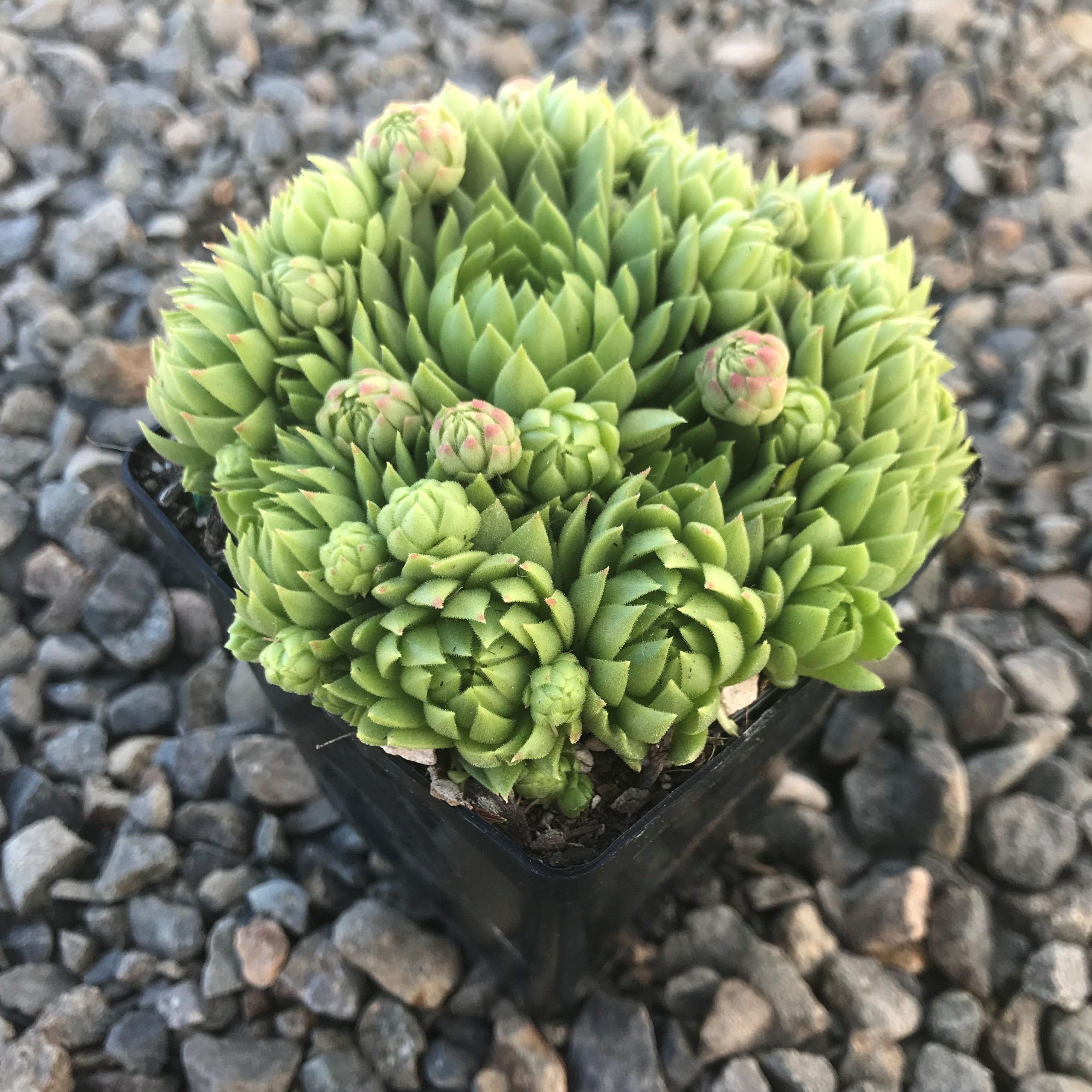 Jovibarba allionii - Hens & Chicks (3.5