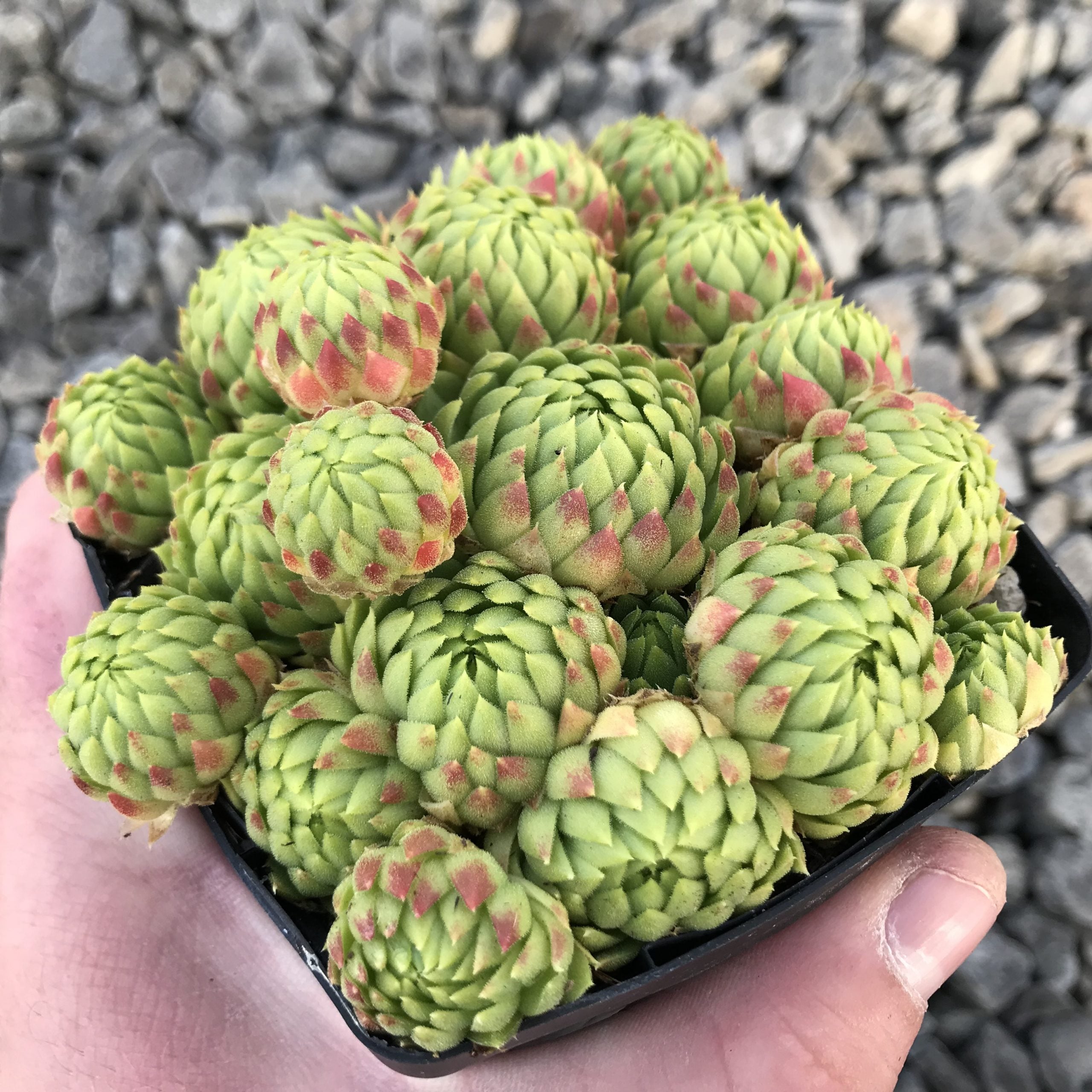 Jovibarba allionii - Hens & Chicks (3.5