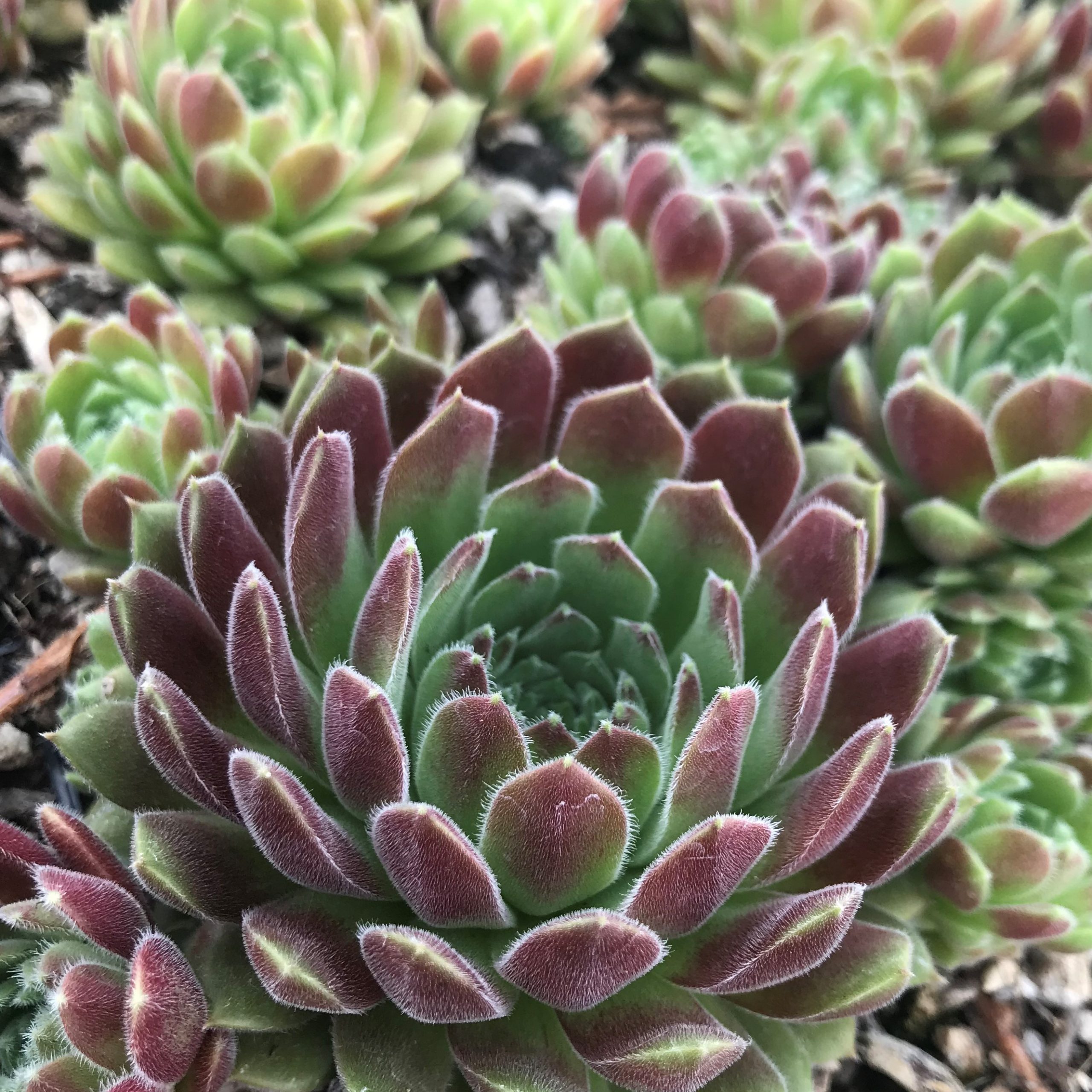 Sempervivum 'Spirit of '76' - Hens & Chicks (3.5" Pot) - Image 2