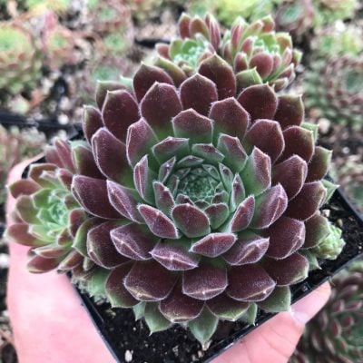 Sempervivum 'Spirit of '76' - Hens & Chicks (3.5" Pot)