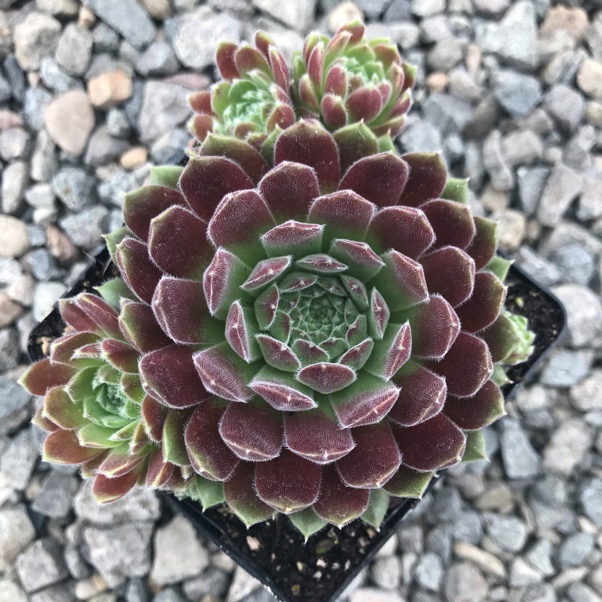 Sempervivum 'Spirit of '76' - Hens & Chicks (3.5" Pot) - Image 4