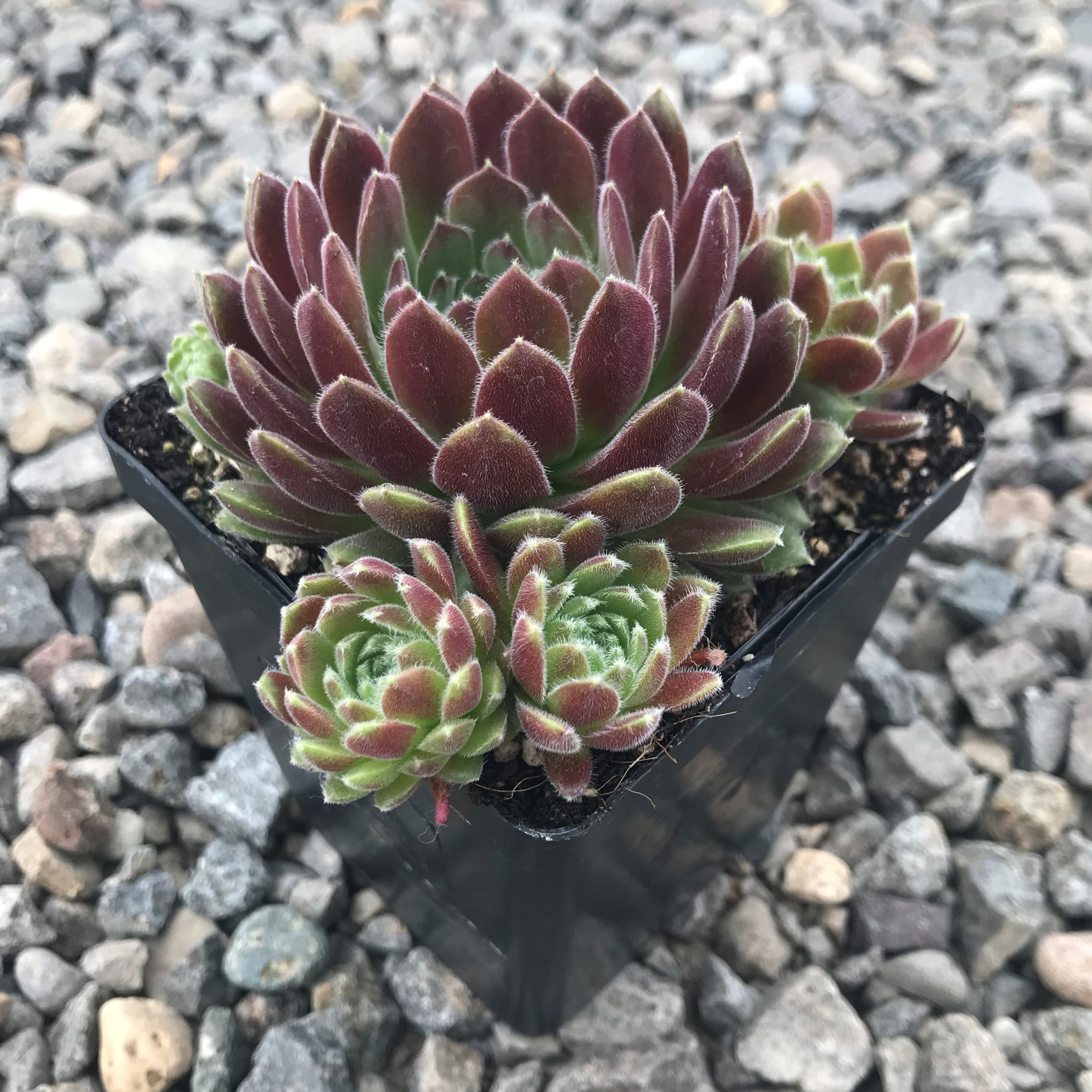 Sempervivum 'Spirit of '76' - Hens & Chicks (3.5" Pot) - Image 3
