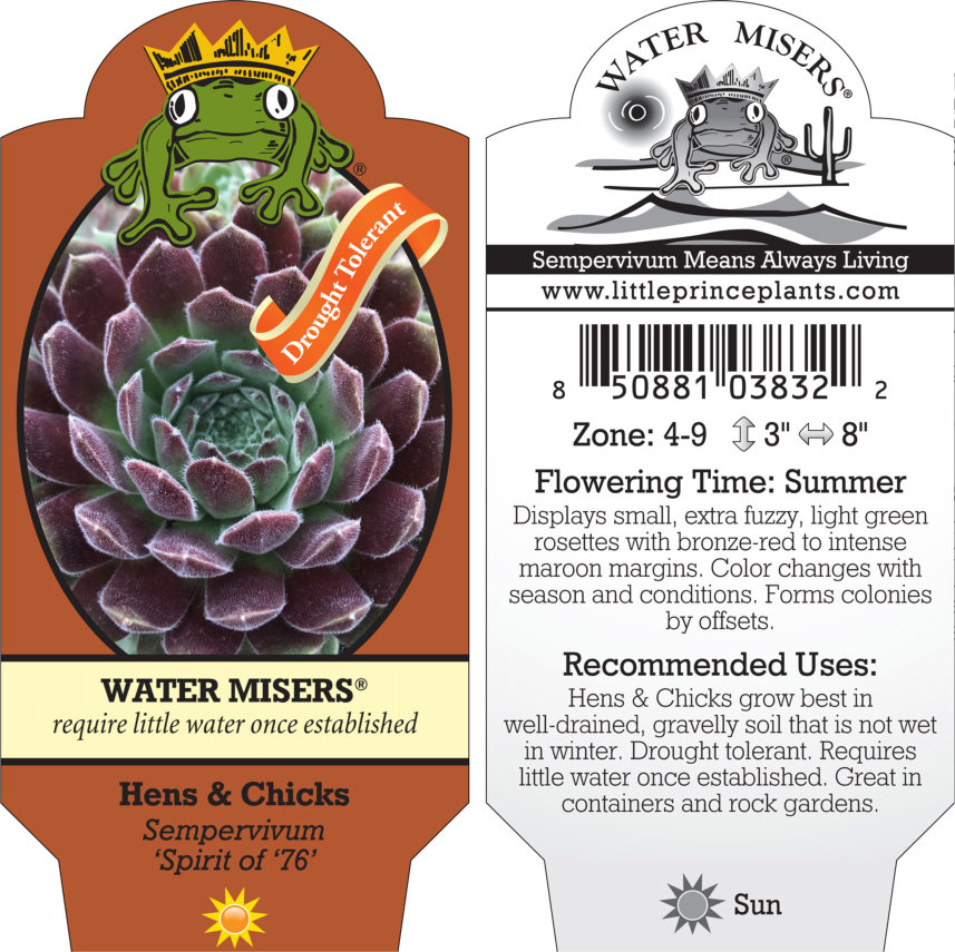Sempervivum 'Spirit of '76' - Hens & Chicks (3.5" Pot) - Image 5