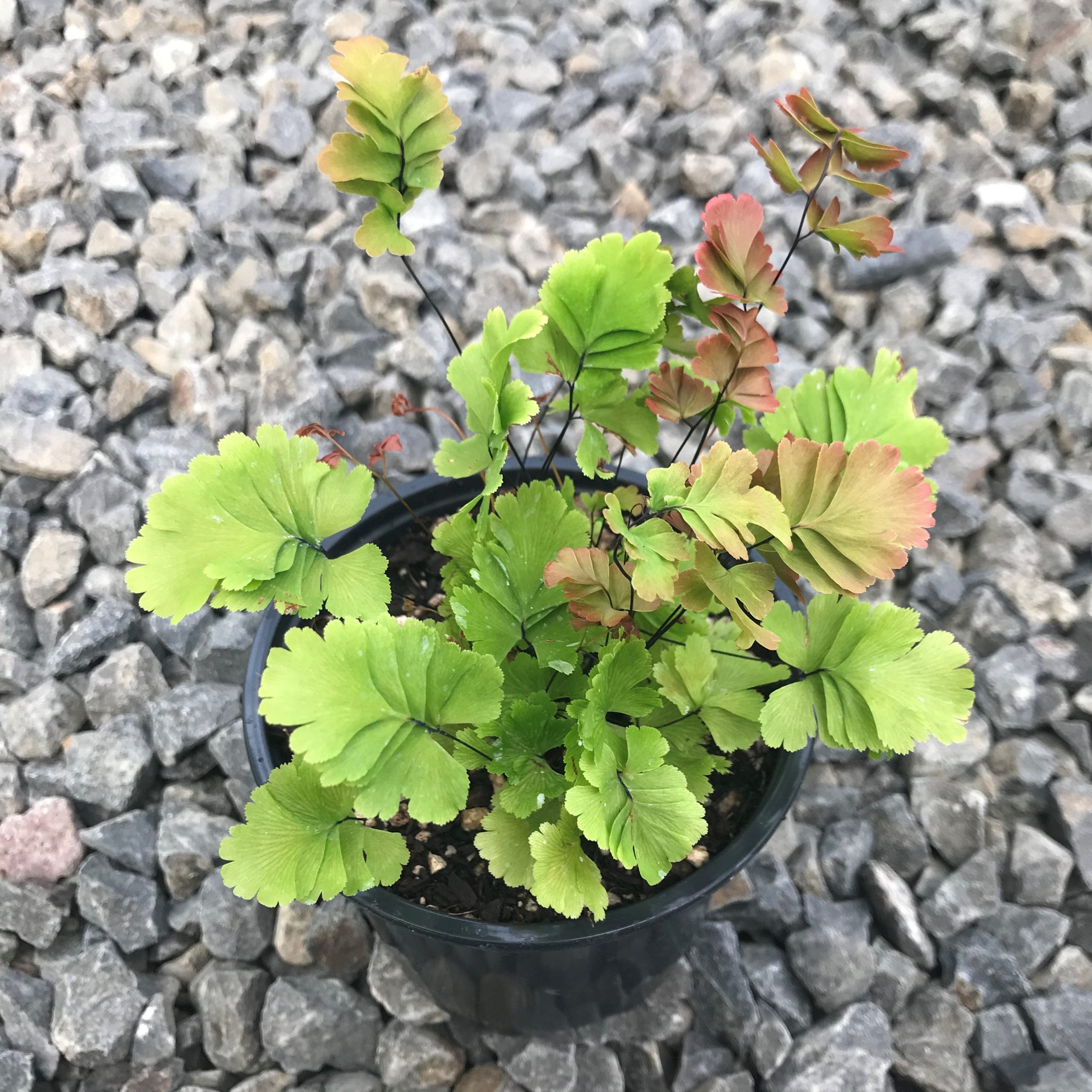 Adiantum tenerum 'Bicolor' - Maidenhair Fern (4.5" Pot) - Image 3