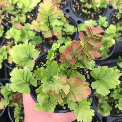 Adiantum tenerum 'Bicolor' - Maidenhair Fern (4.5" Pot)