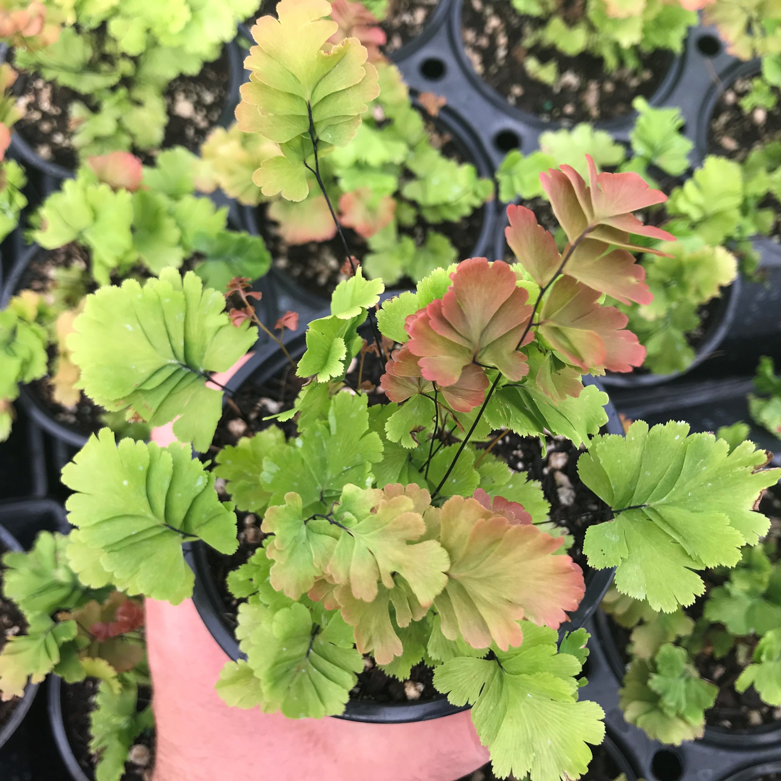 Adiantum tenerum 'Bicolor' - Maidenhair Fern (4.5" Pot)