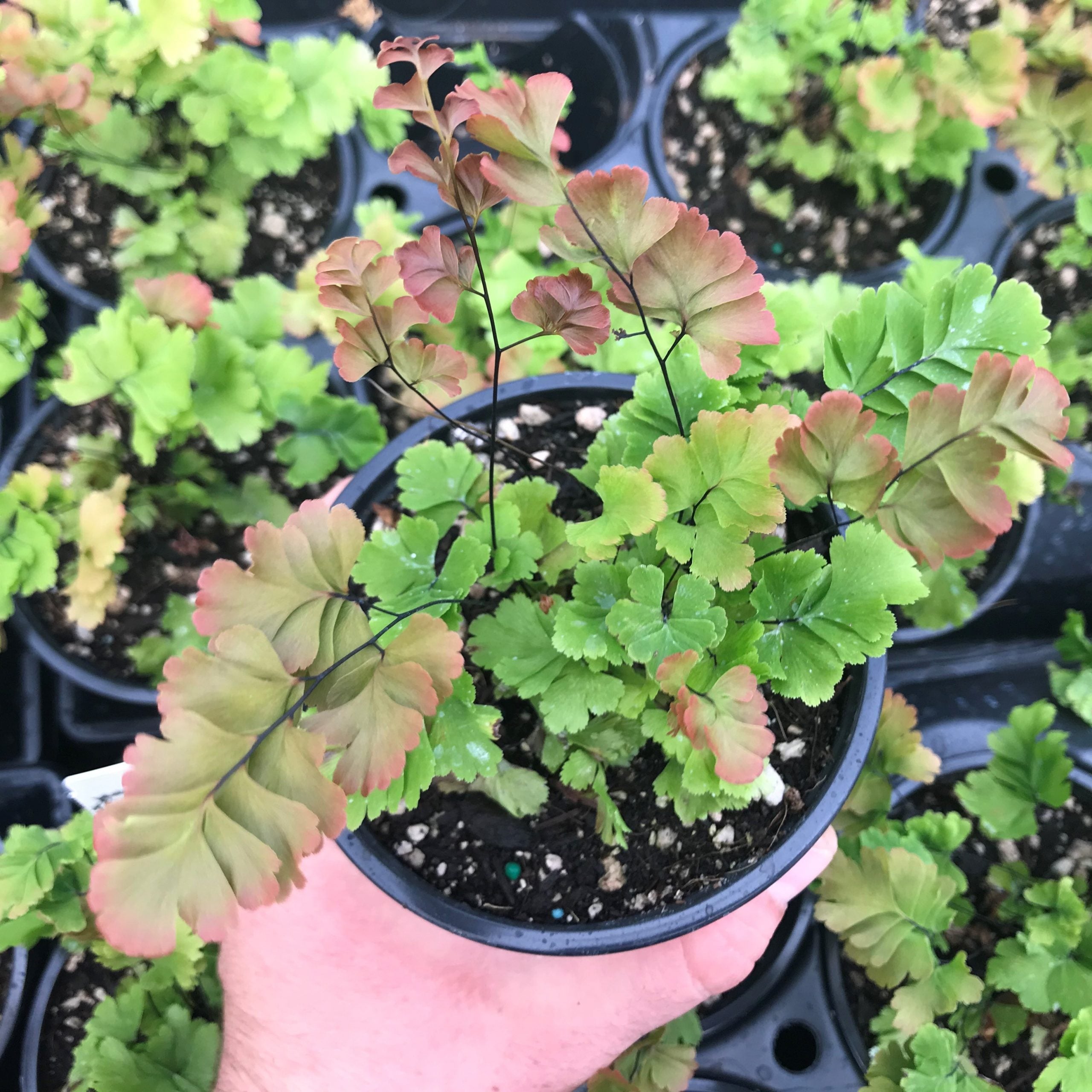 Adiantum tenerum 'Bicolor' - Maidenhair Fern (4.5" Pot) - Image 2
