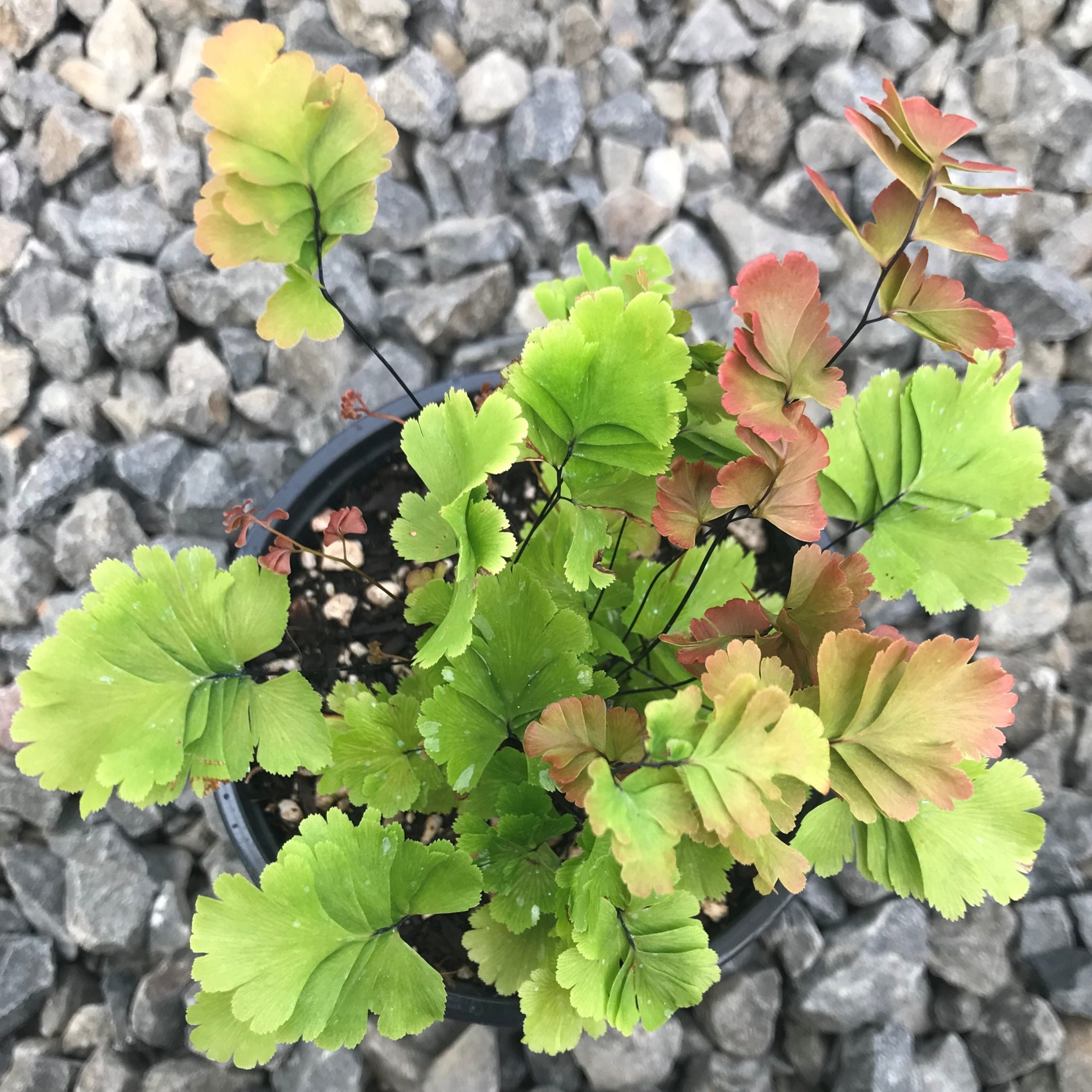 Adiantum tenerum 'Bicolor' - Maidenhair Fern (4.5" Pot) - Image 4