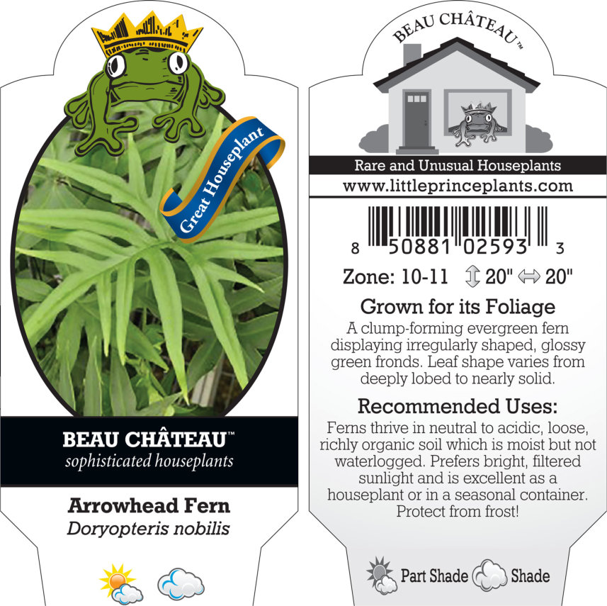 Doryopteris nobilis - Arrowhead Fern (4.5" Pot) - Image 9