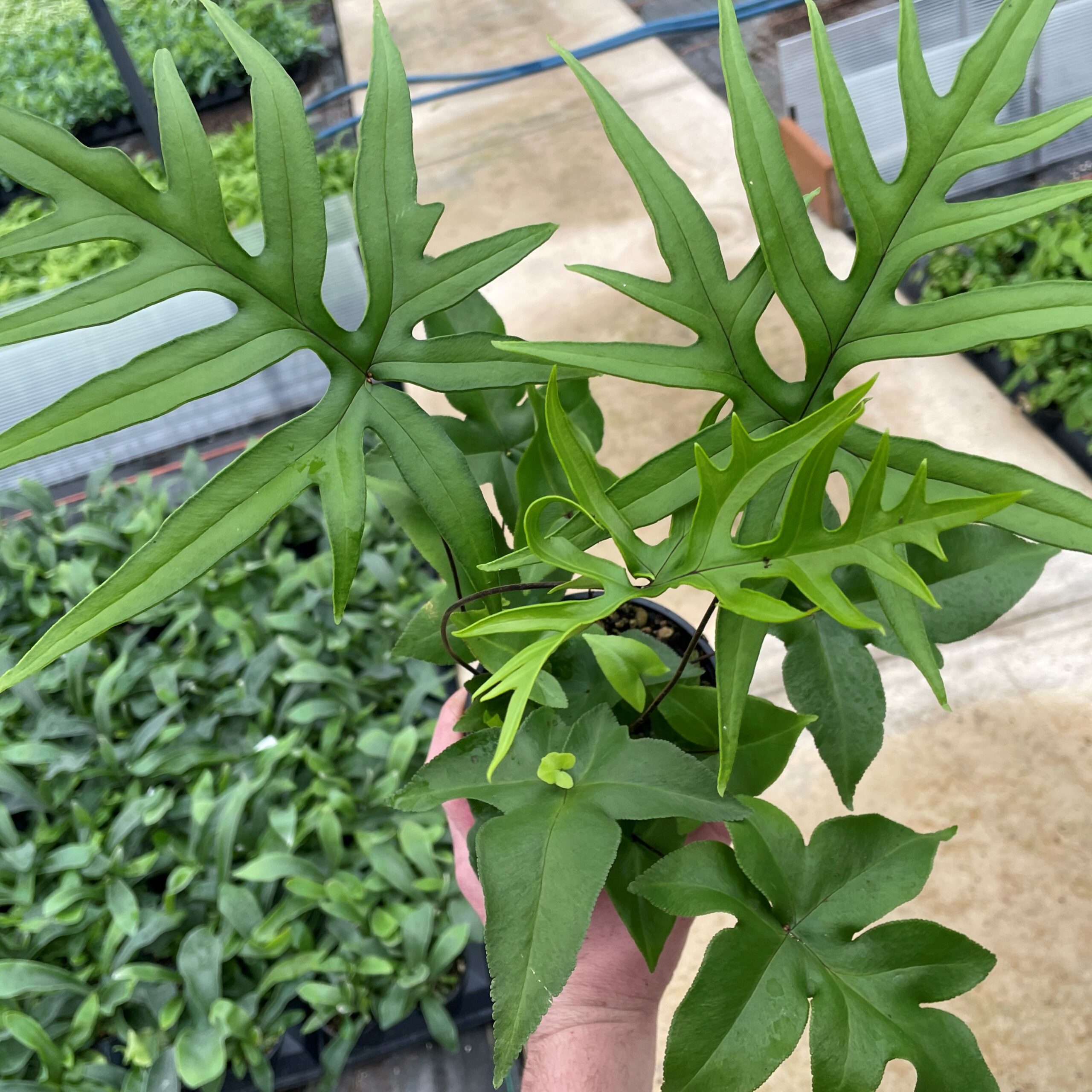 Doryopteris nobilis - Arrowhead Fern (4.5" Pot)