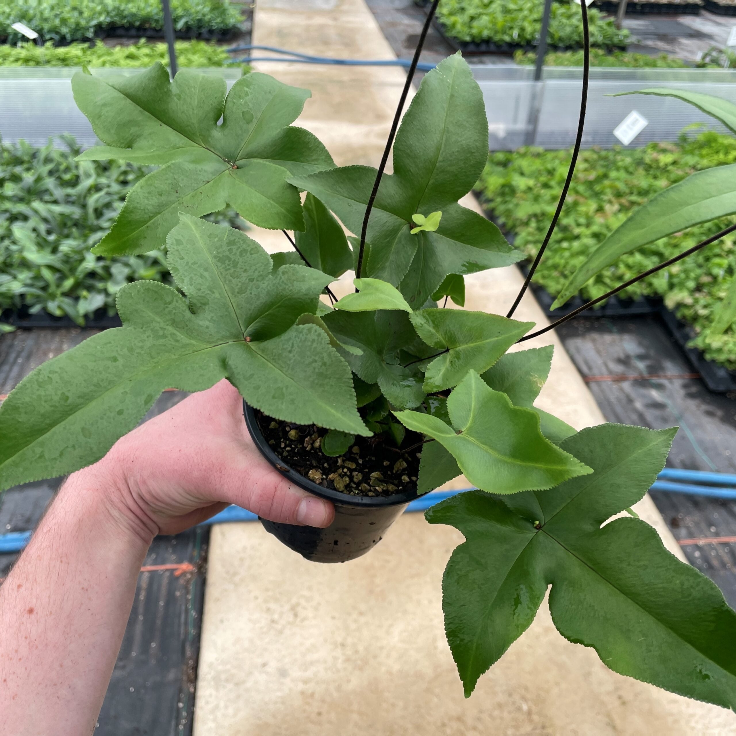 Doryopteris nobilis - Arrowhead Fern (4.5" Pot) - Image 4