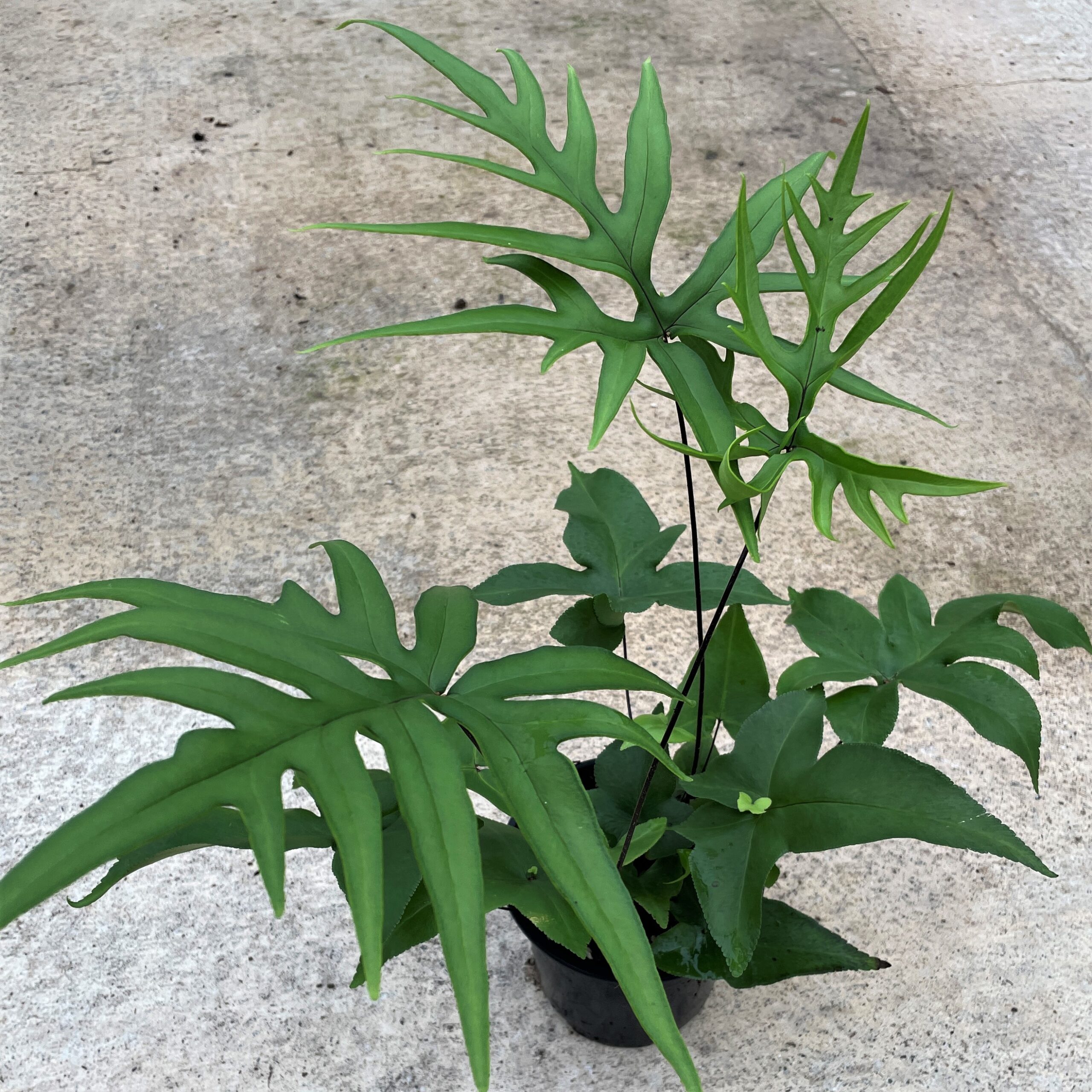 Doryopteris nobilis - Arrowhead Fern (4.5" Pot) - Image 3