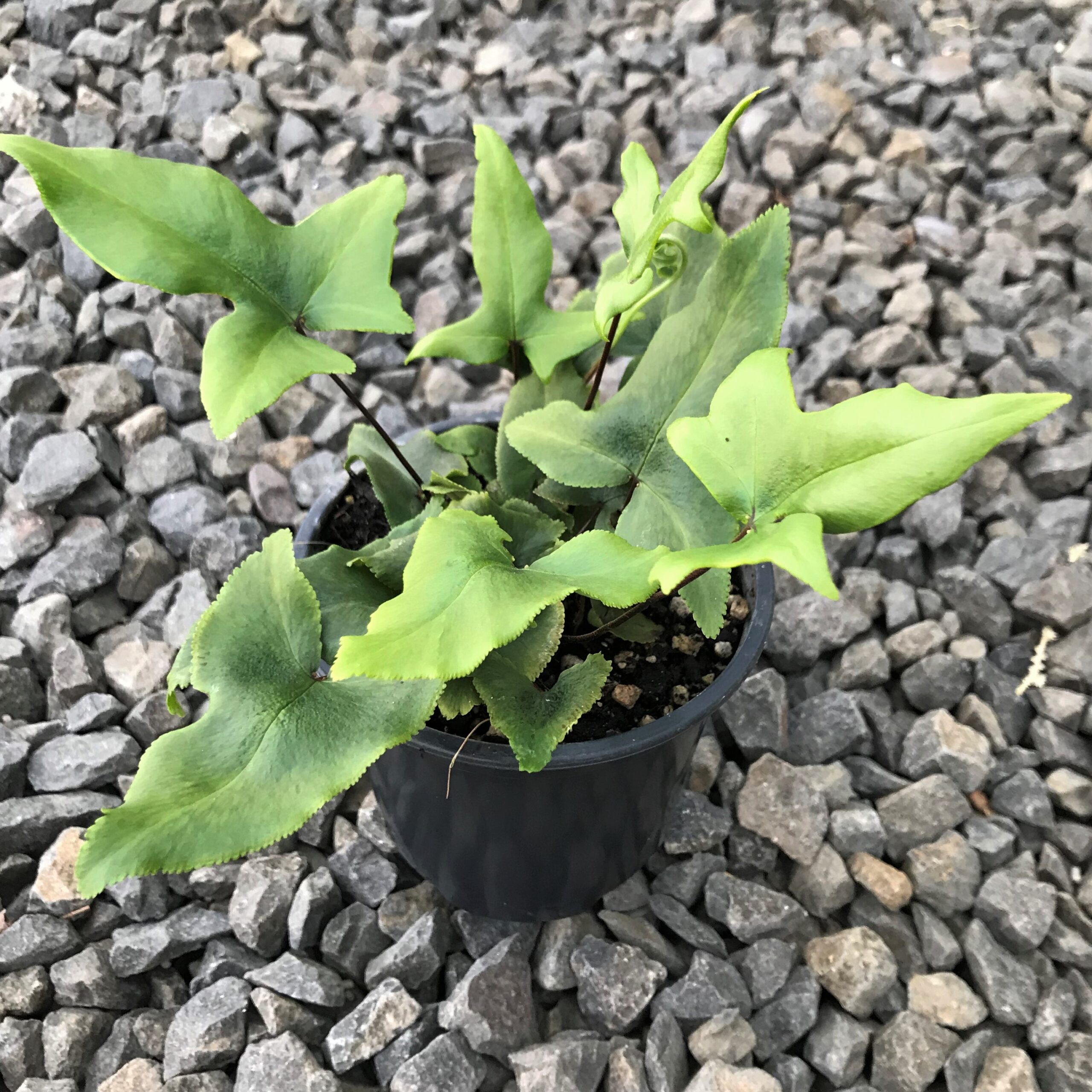 Doryopteris nobilis - Arrowhead Fern (4.5" Pot) - Image 6