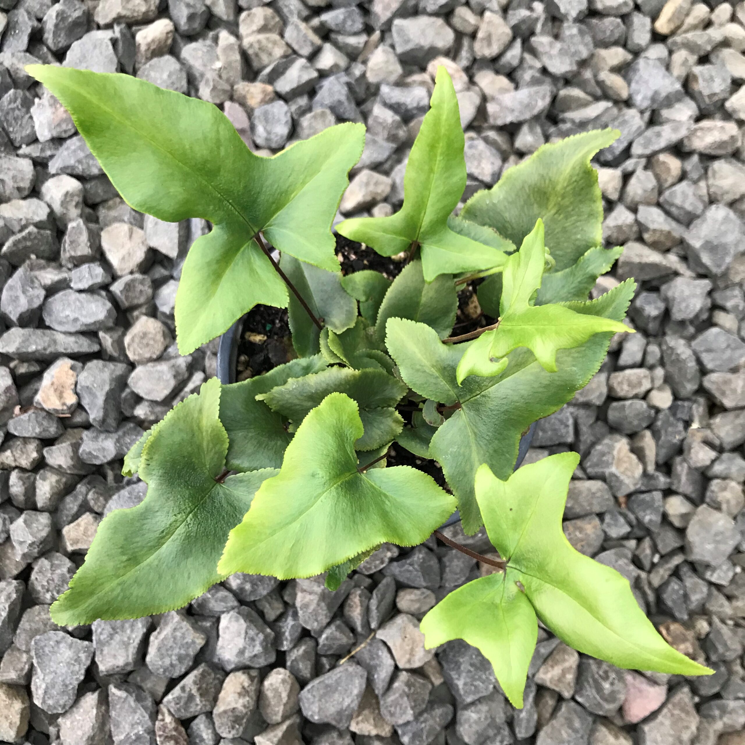 Doryopteris nobilis - Arrowhead Fern (4.5" Pot) - Image 5