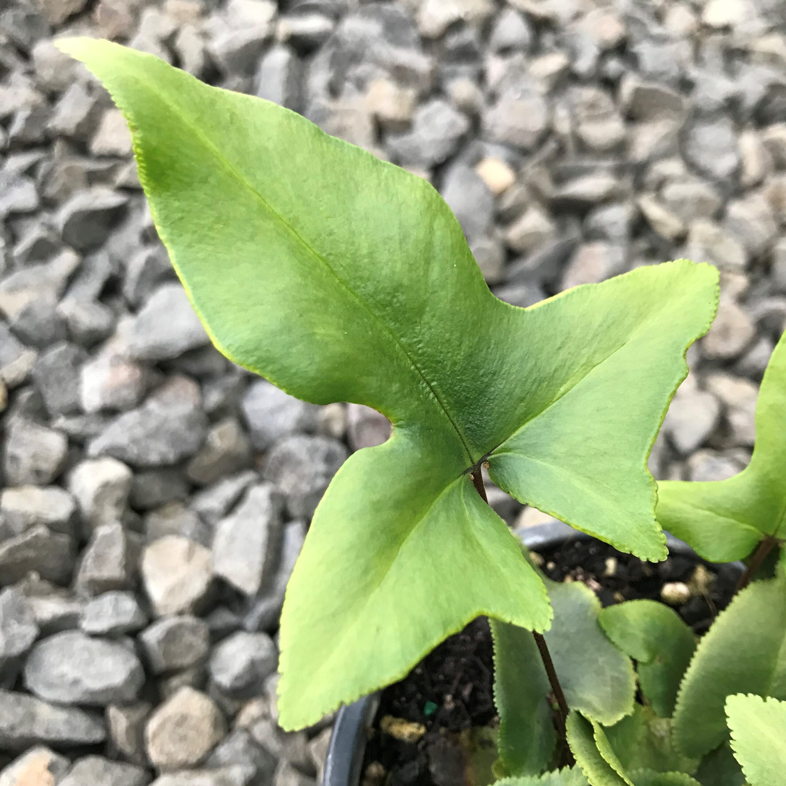 Doryopteris nobilis - Arrowhead Fern (4.5" Pot) - Image 8