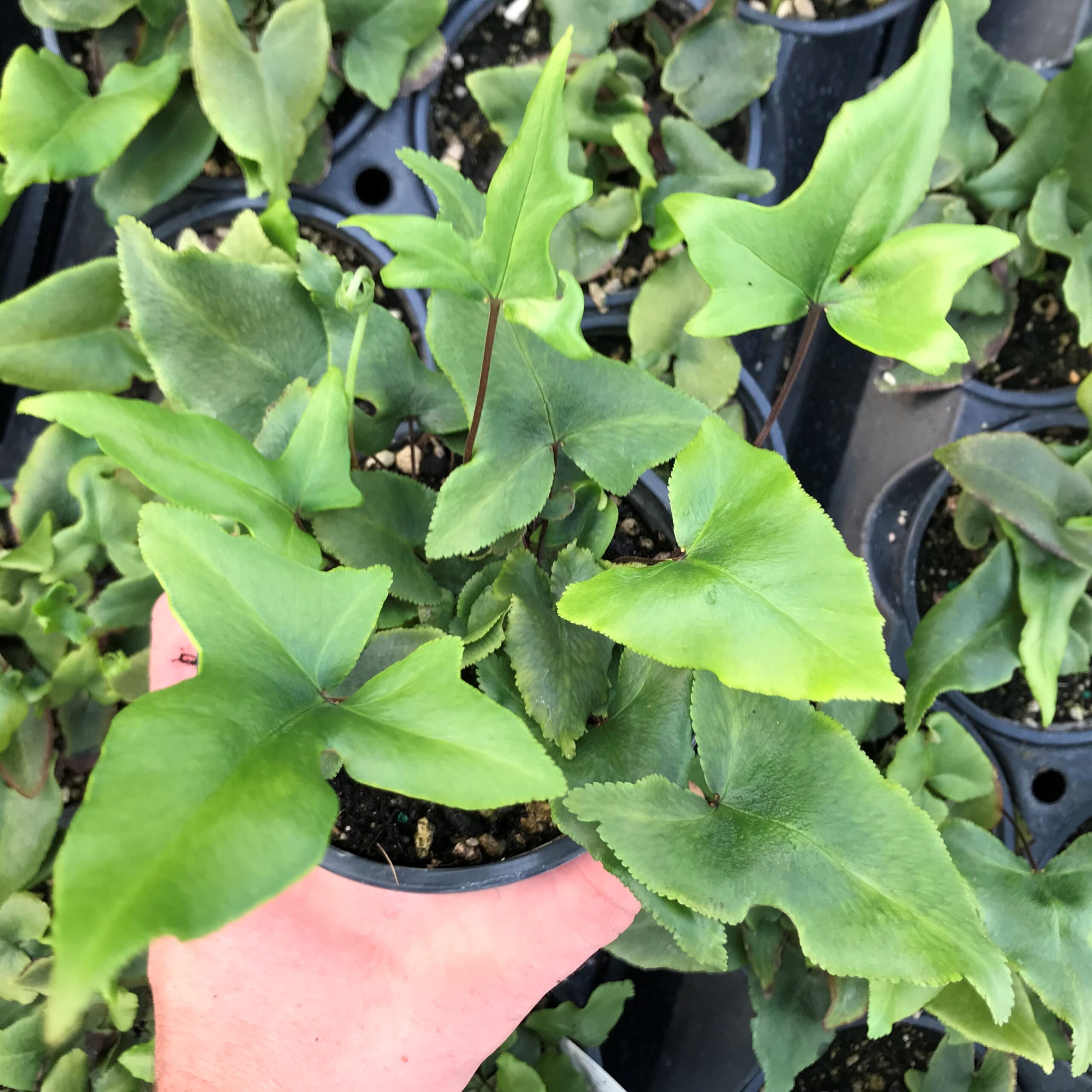 Doryopteris nobilis - Arrowhead Fern (4.5" Pot) - Image 7
