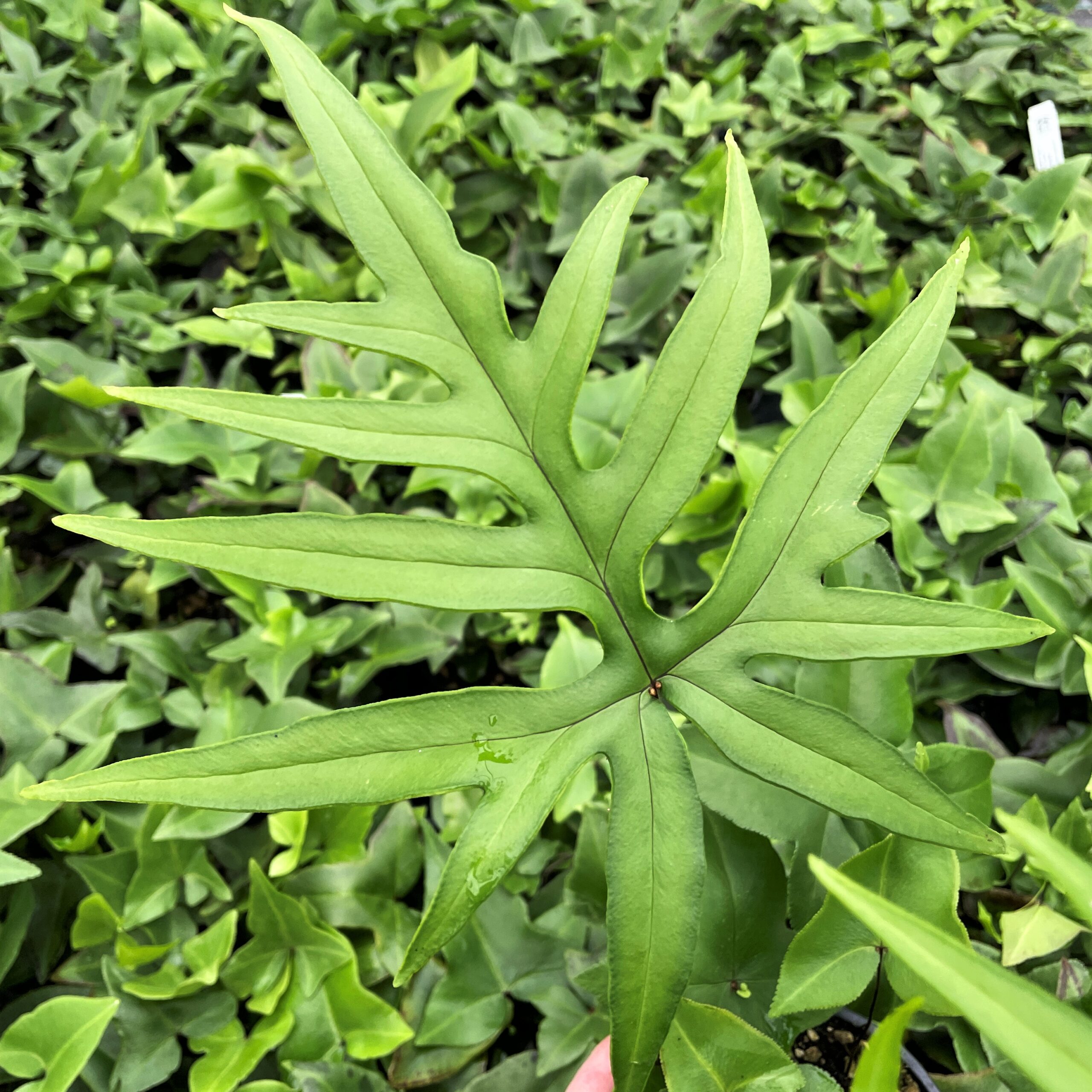 Doryopteris nobilis - Arrowhead Fern (4.5" Pot) - Image 2