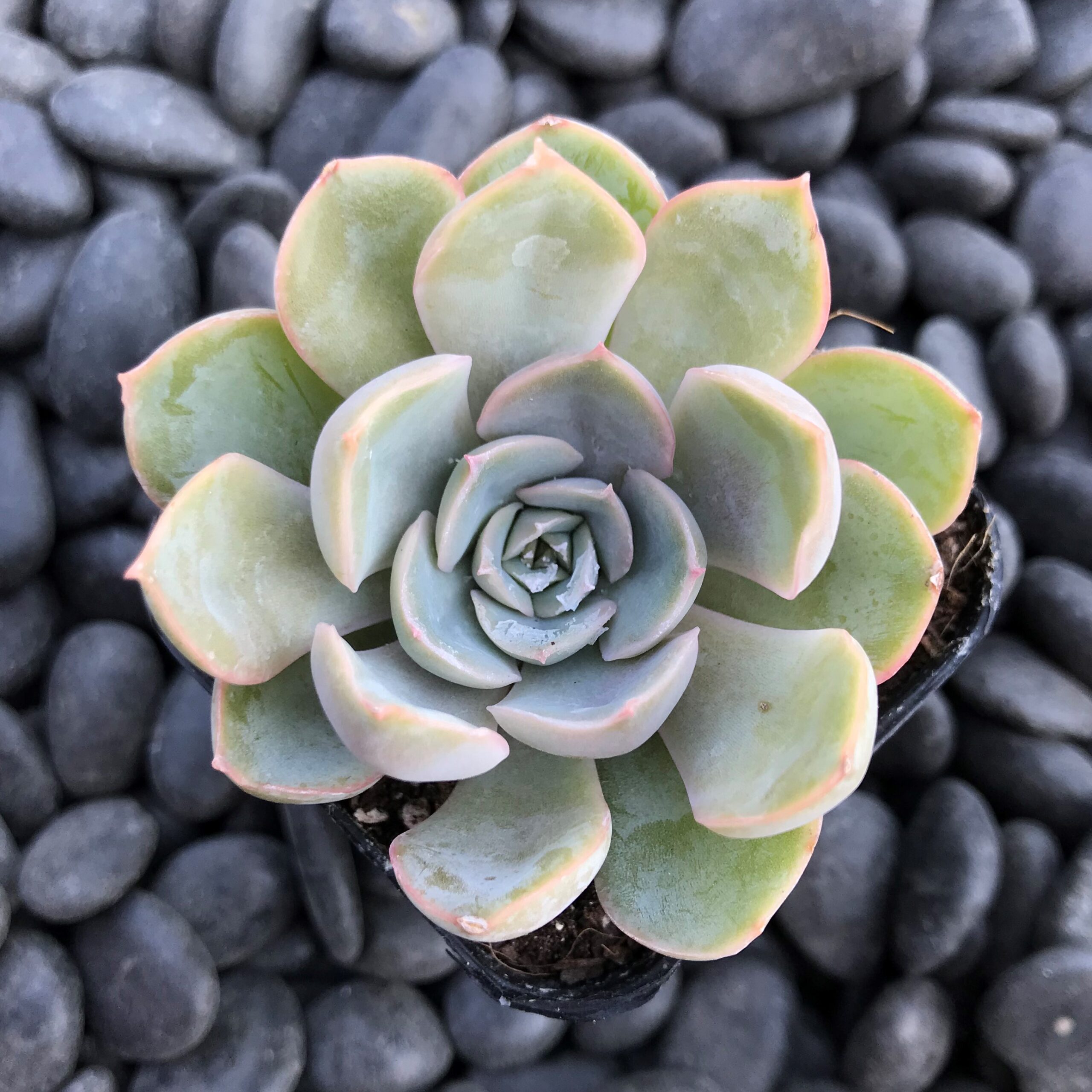 洋書 ECHEVERIA CULTIVARS 図鑑 How to take care of my variegated 