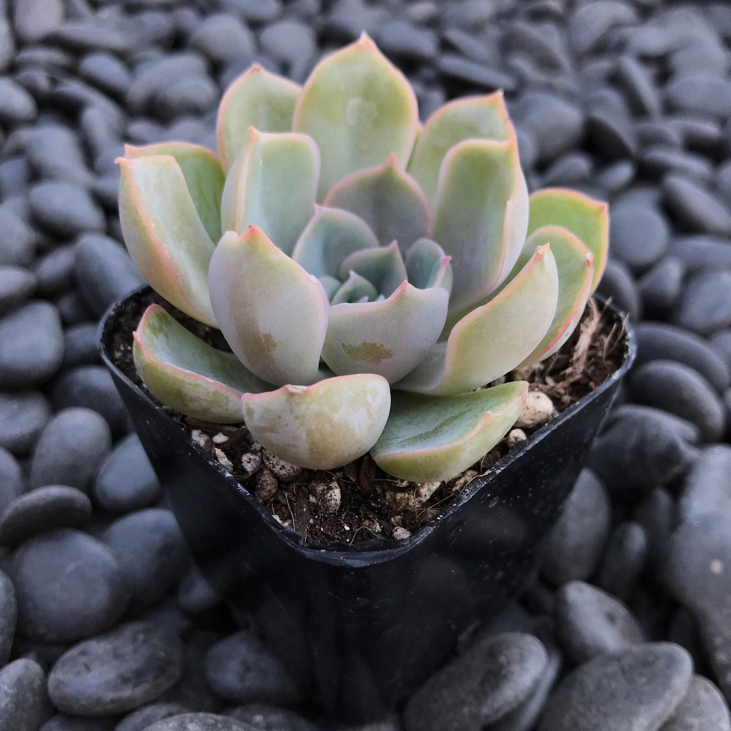 Echeveria 'Jasiri' (2" Pot) - Image 2
