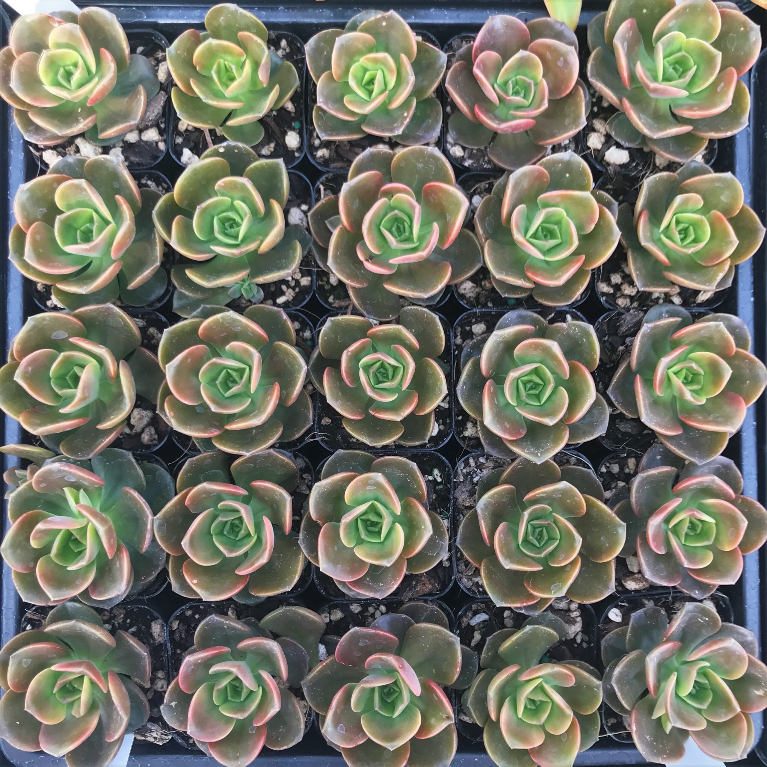 Echeveria melaco (2" Pot) - Image 5