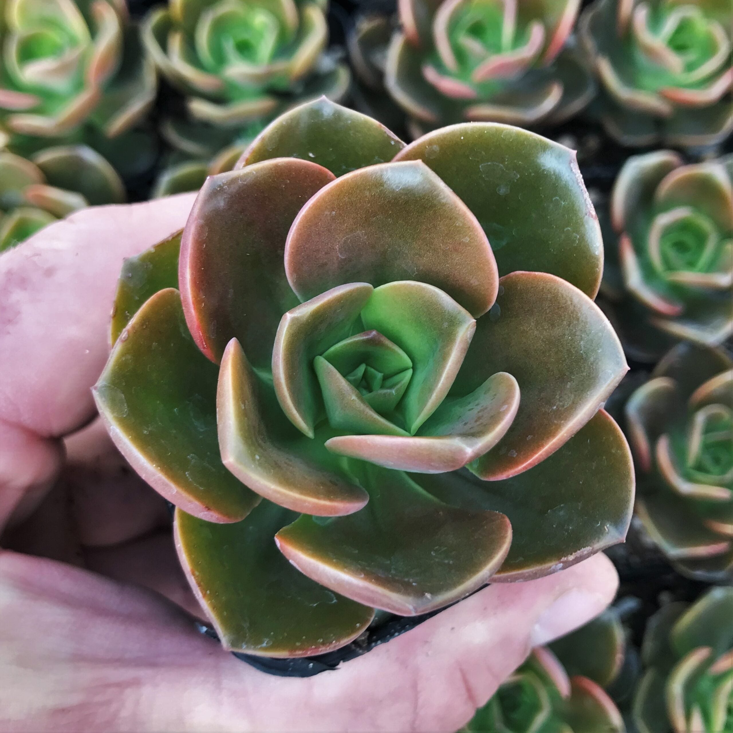 Echeveria melaco (2" Pot) - Image 2