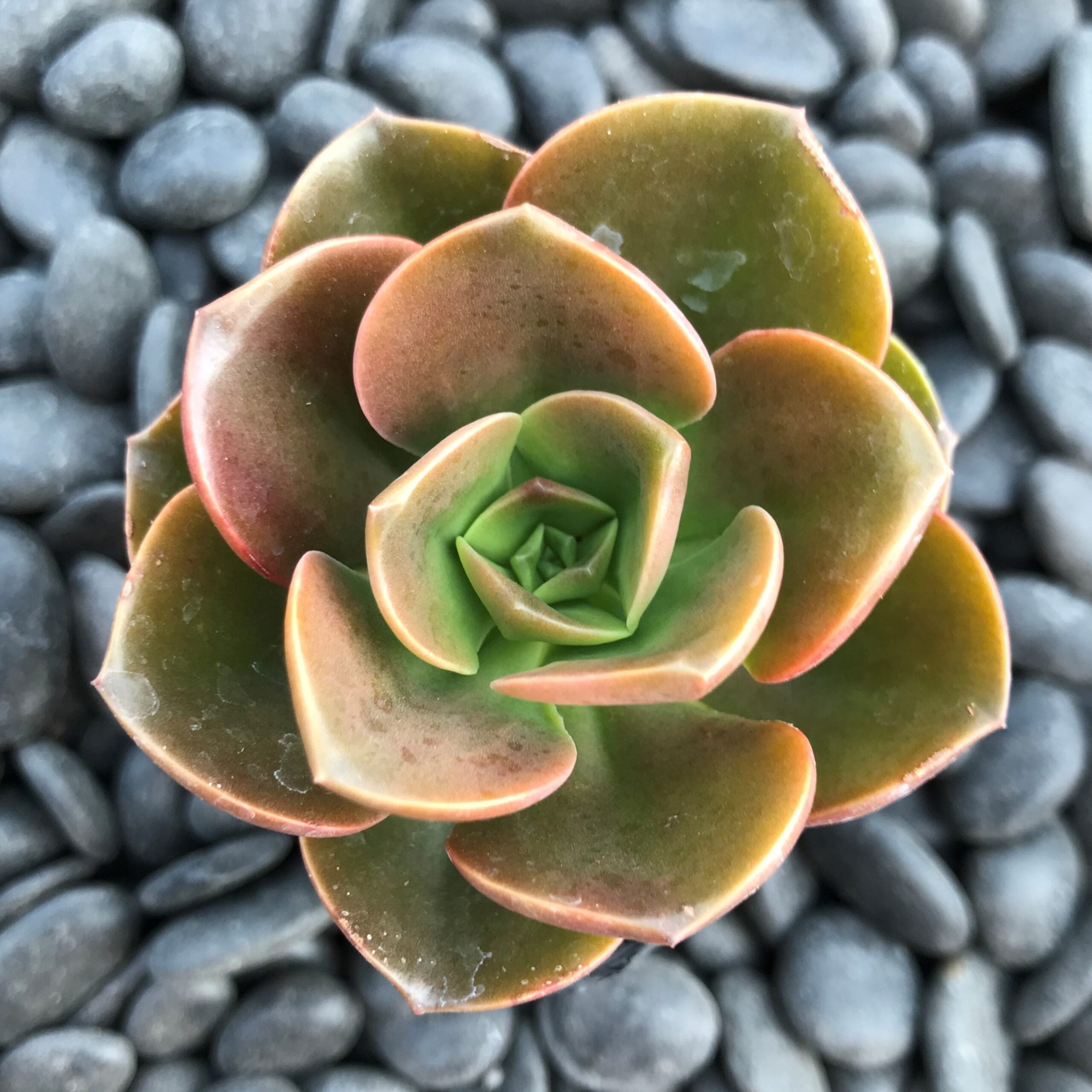 Echeveria melaco (2" Pot) - Image 3