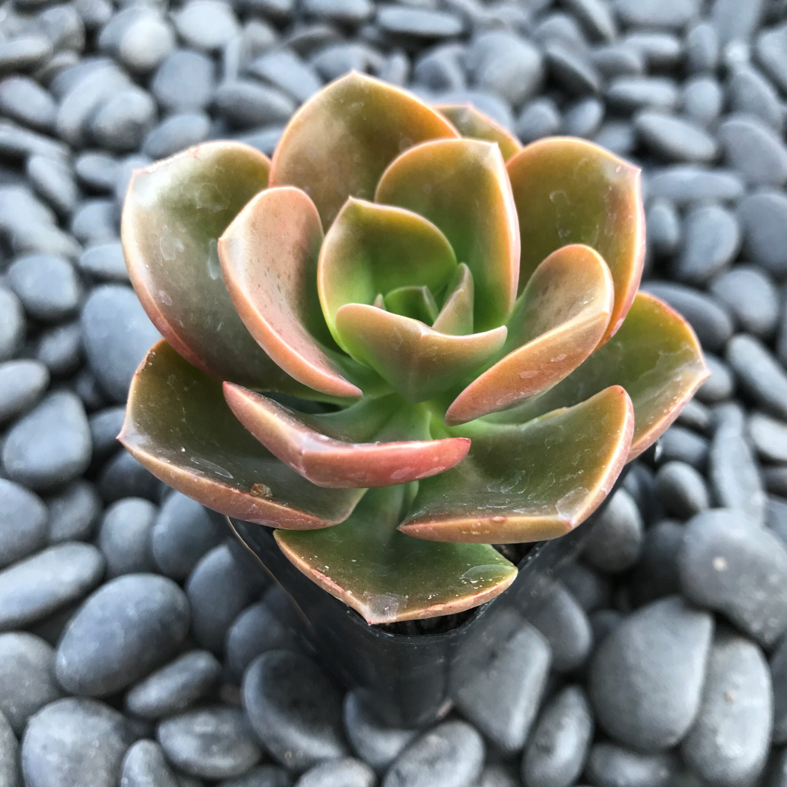 Echeveria melaco (2" Pot) - Image 4