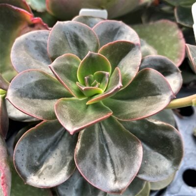 Echeveria melaco (2" Pot)