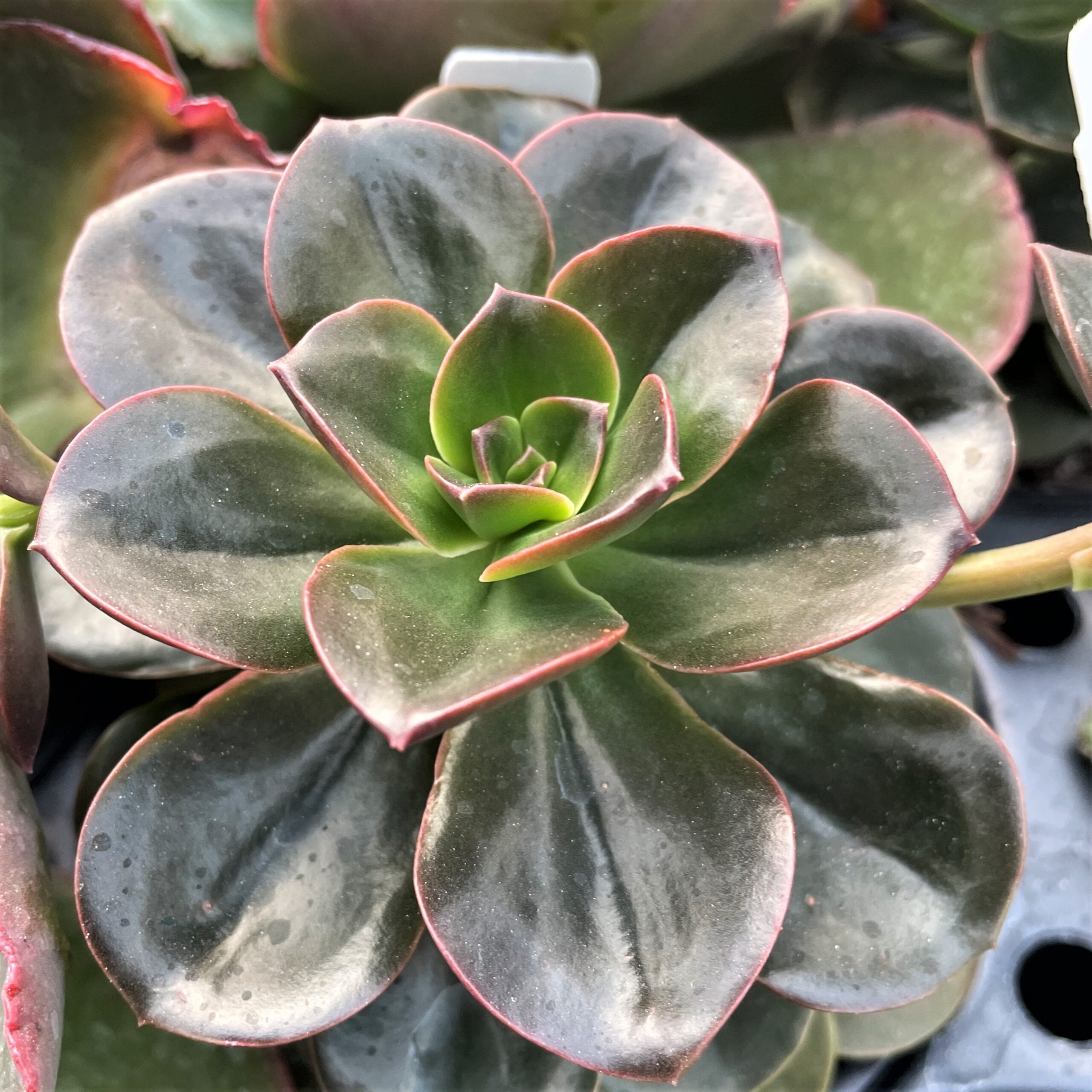 Echeveria melaco (2" Pot)