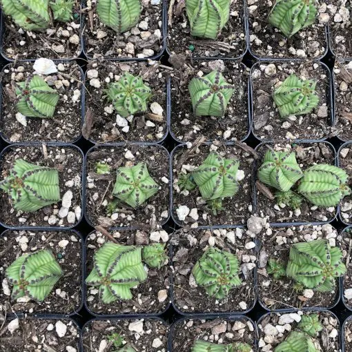 Euphorbia anoplia - Tanzanian Zipper Plant (2
