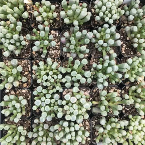 pack of succulents Succulents for Sale main image 1