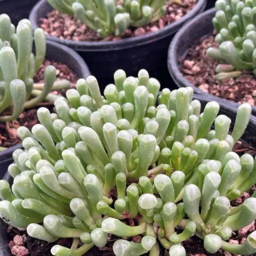 Fenestraria aurantiaca - Baby Toes Succulent (2" Pot) | Little Prince of  Oregon Nursery