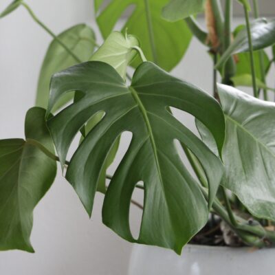 Monstera deliciosa - Swiss Cheese Plant (4.5" Pot)