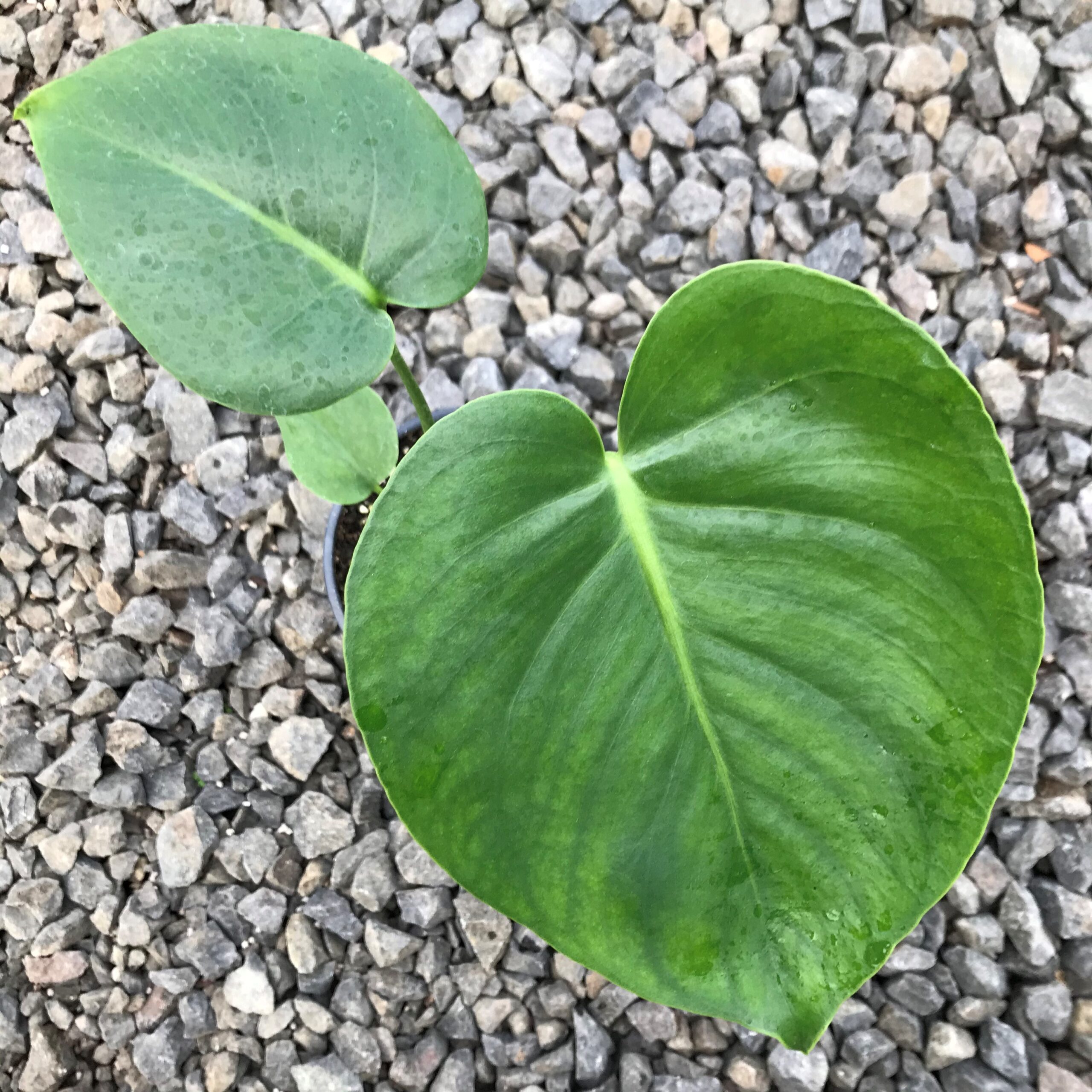 Monstera deliciosa - Swiss Cheese Plant (4.5" Pot) - Image 8